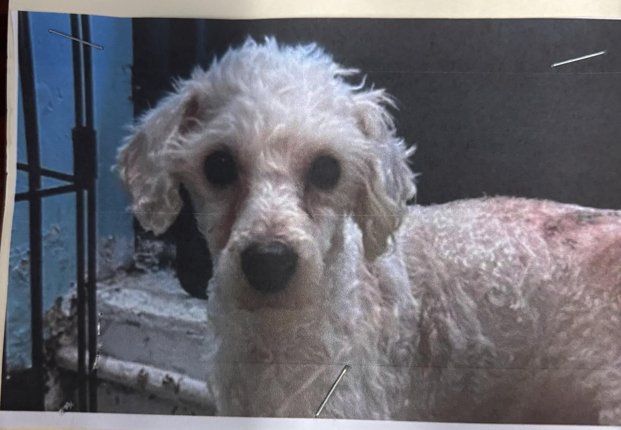 Enlarge Tyson, an adopted Poodle in Glendale, NY image 1/1