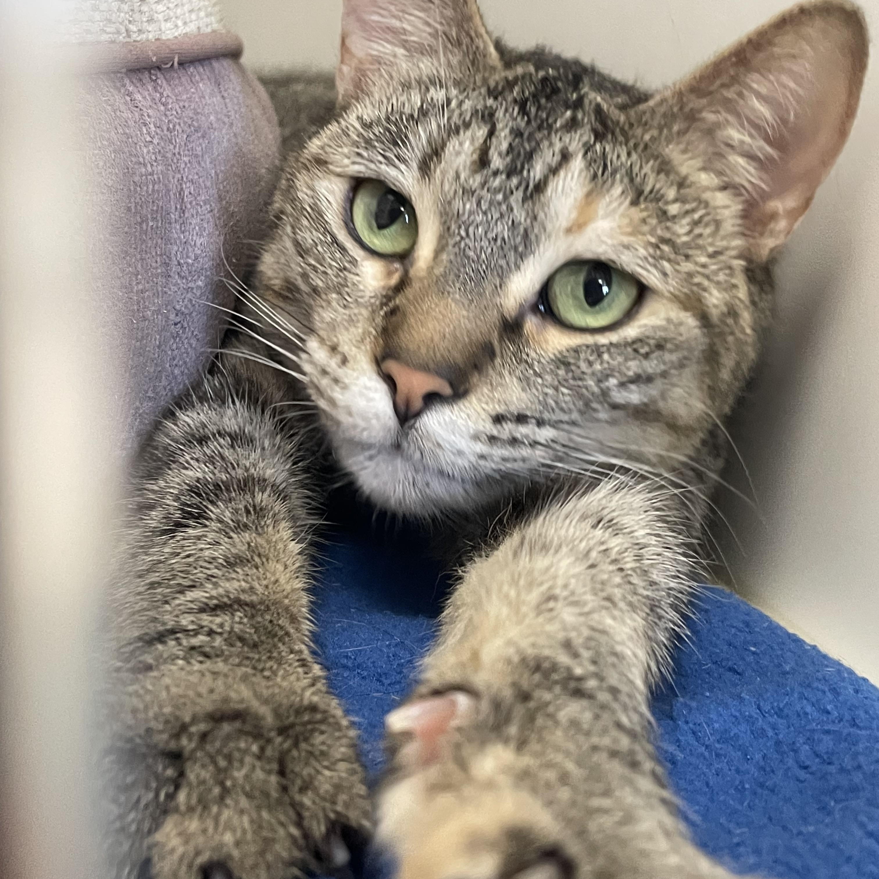 Enlarge Jessie, a Adoptable Tabby in Newport Beach, CA image 2/5
