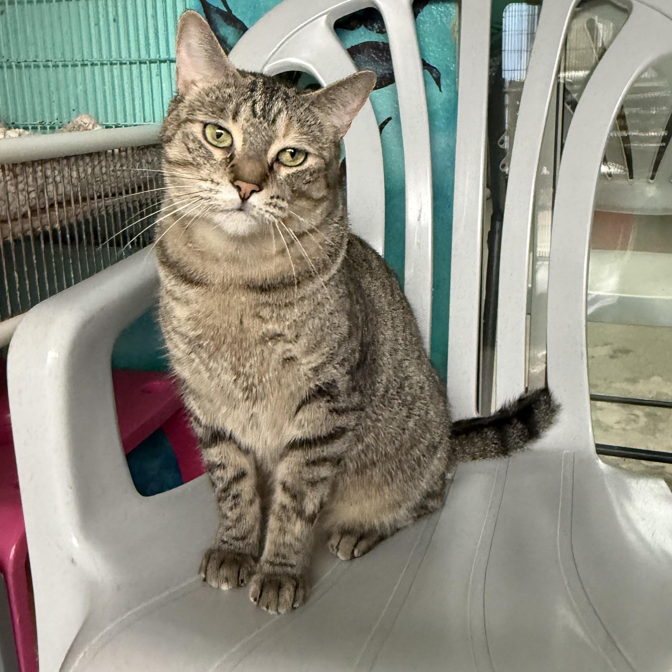 Enlarge Jessie, a Adoptable Tabby in Newport Beach, CA image 2/6