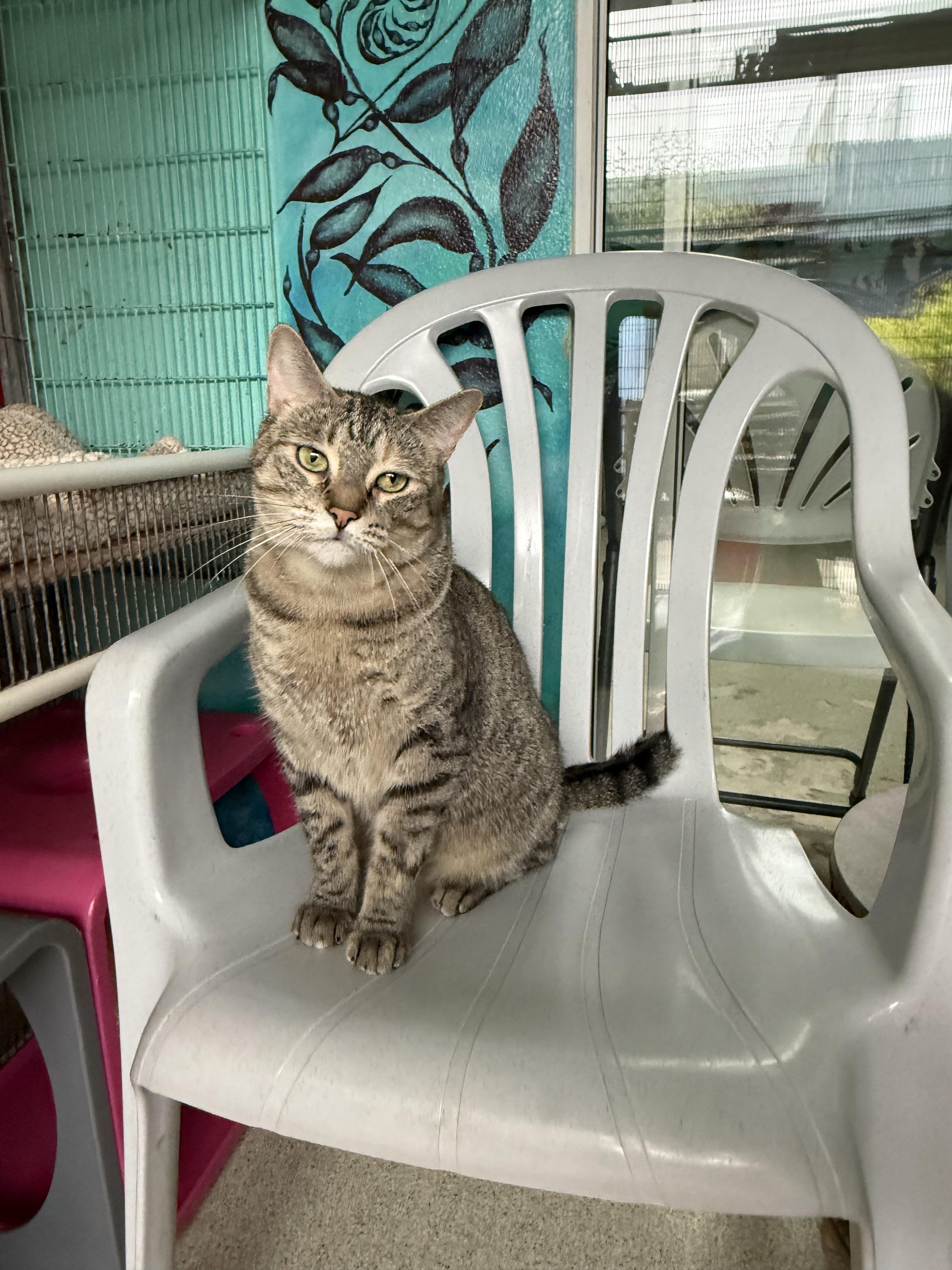 Enlarge Jessie, a Adoptable Tabby in Newport Beach, CA image 5/5