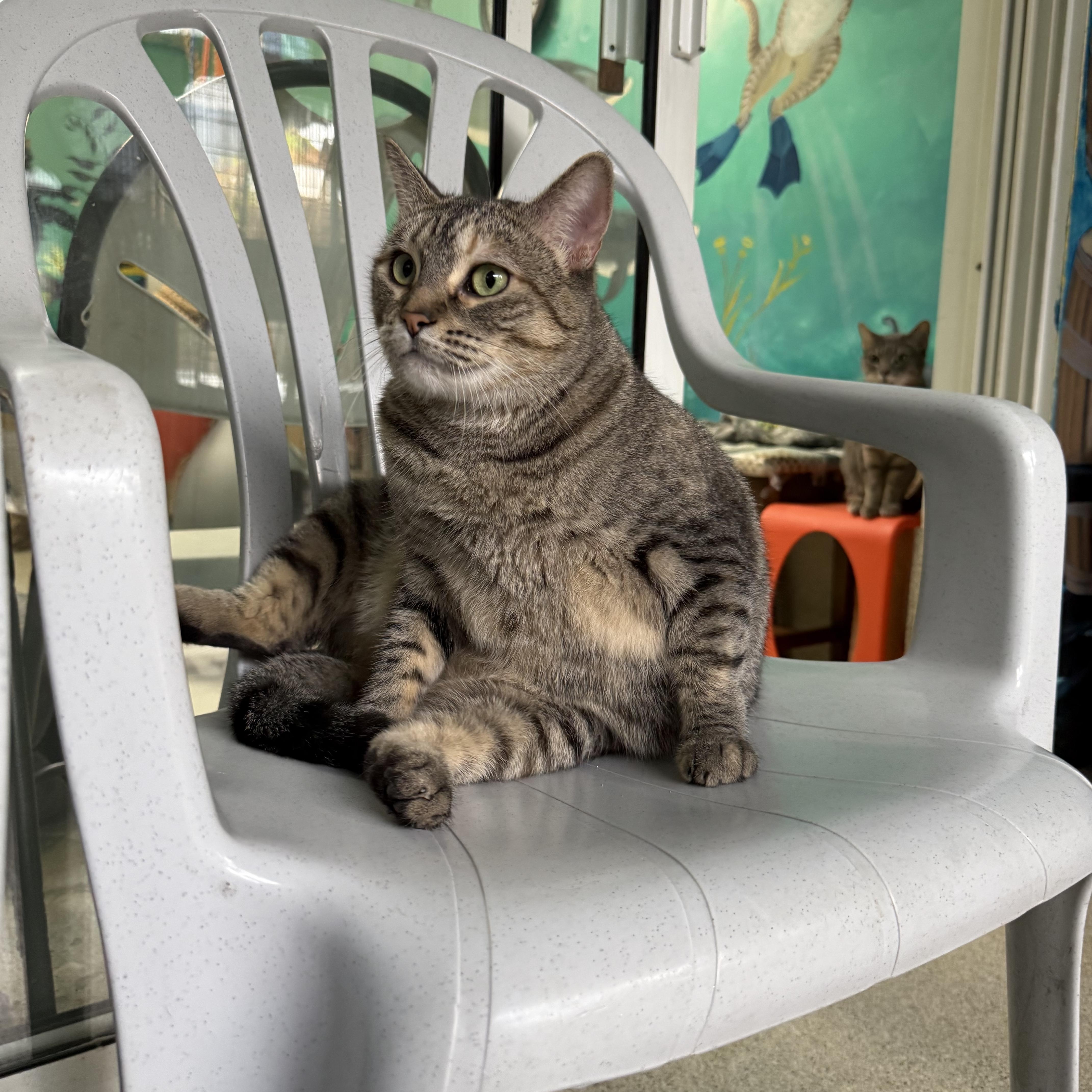 Jessie, Adoptable, Adult Female Tabby.