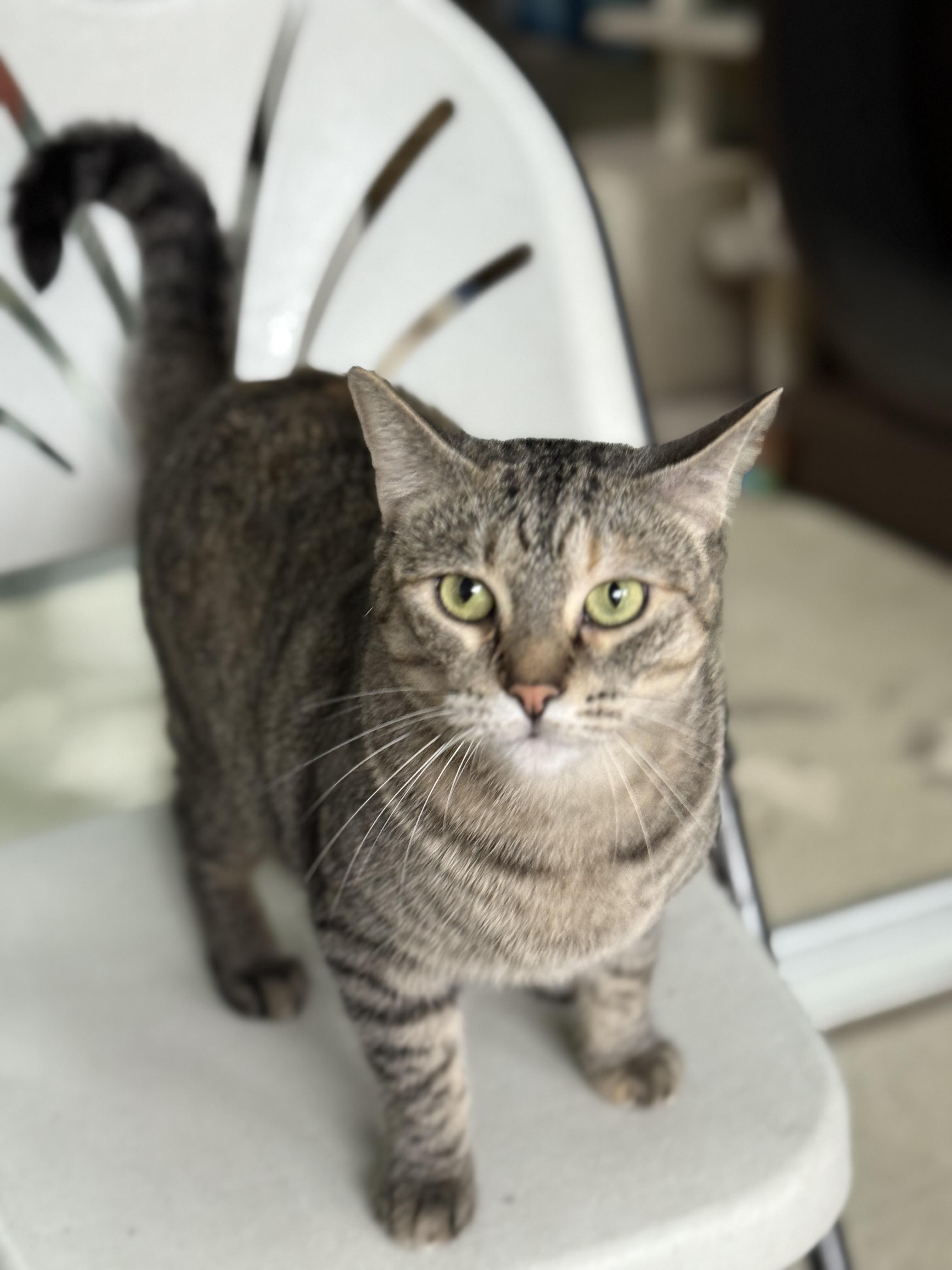 Enlarge Jessie, a Adoptable Tabby in Newport Beach, CA image 3/5