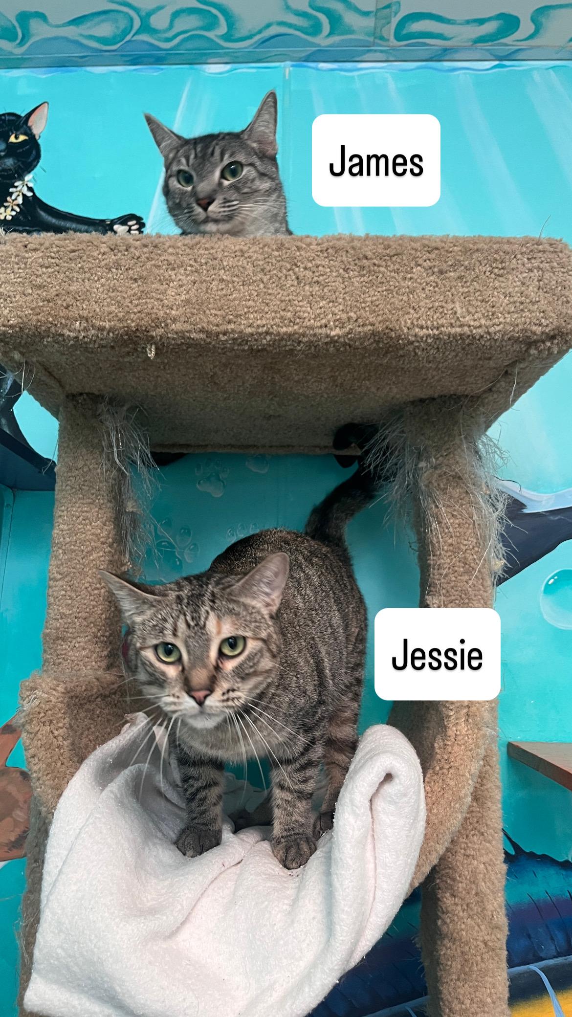 Enlarge Jessie, a Adoptable Tabby in Newport Beach, CA image 4/5