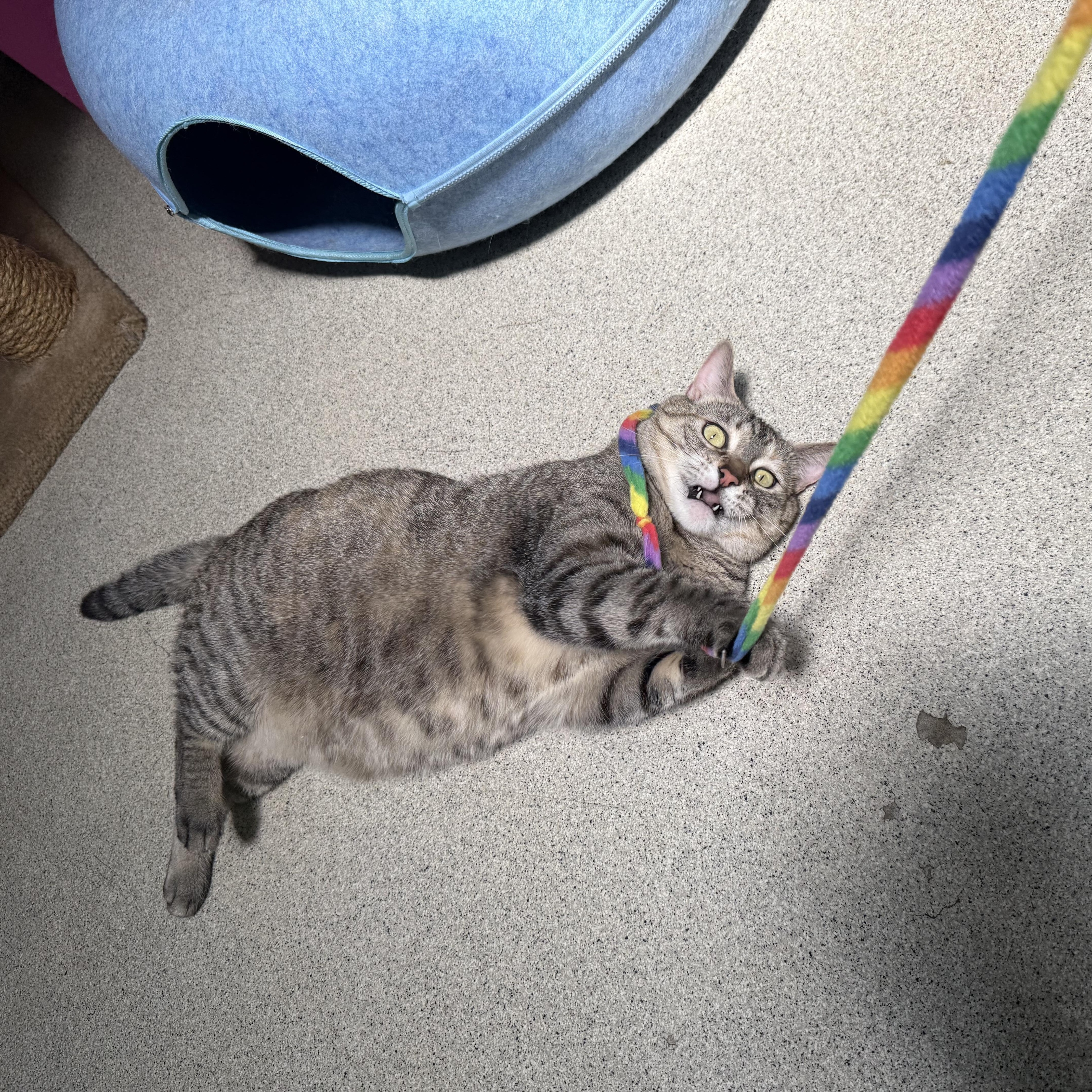 Jessie, Adoptable, Adult Female Tabby.