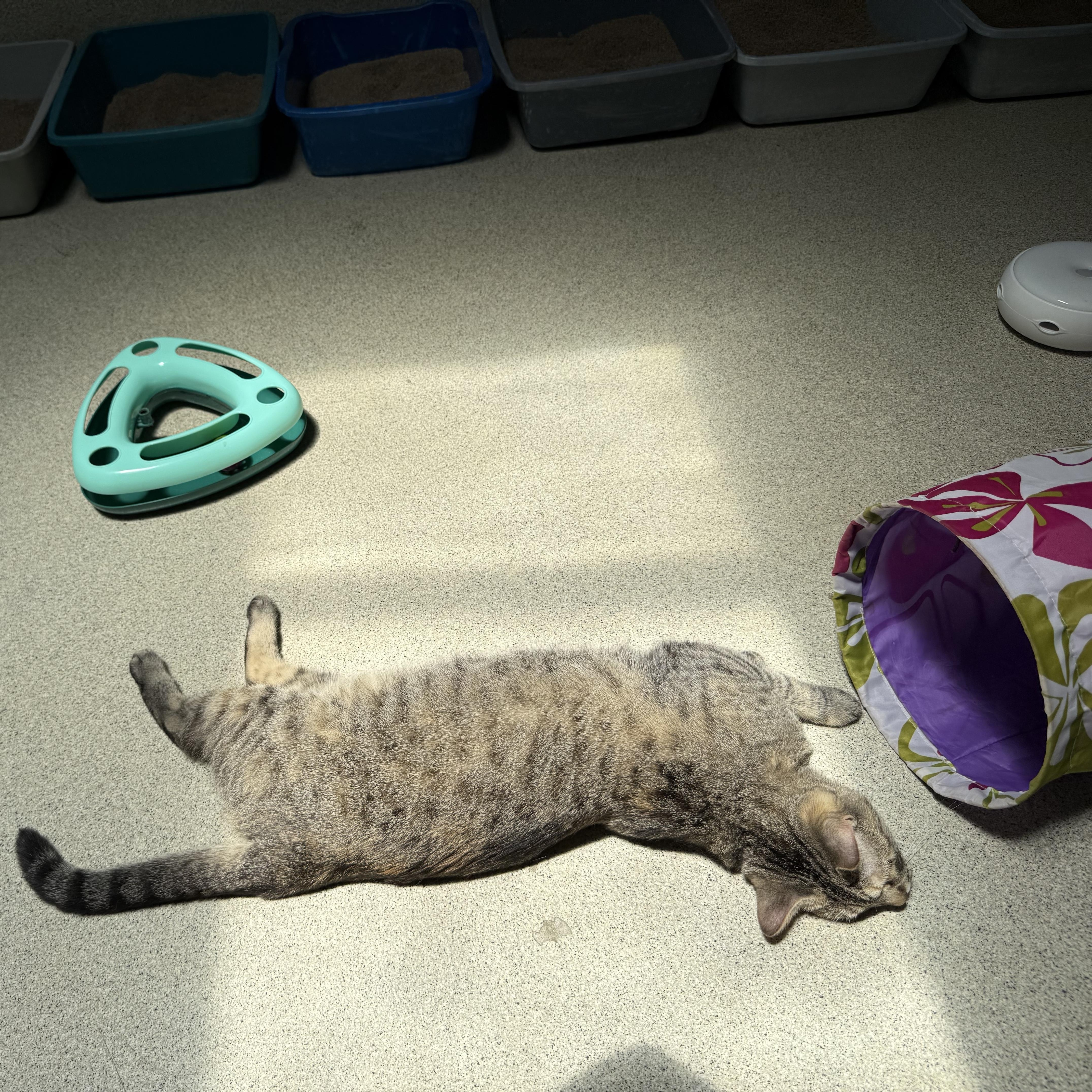 Enlarge Jessie, a Adoptable Tabby in Newport Beach, CA image 6/6