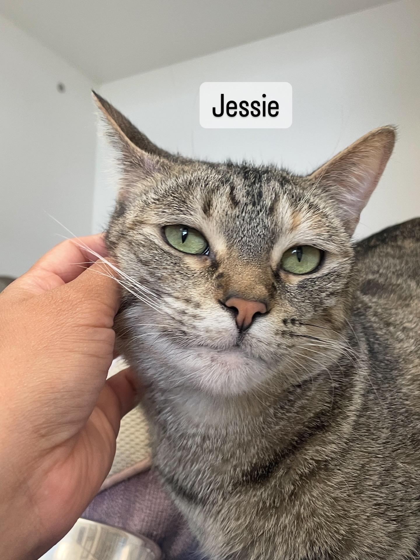 Enlarge Jessie, a Adoptable Tabby in Newport Beach, CA image 1/5