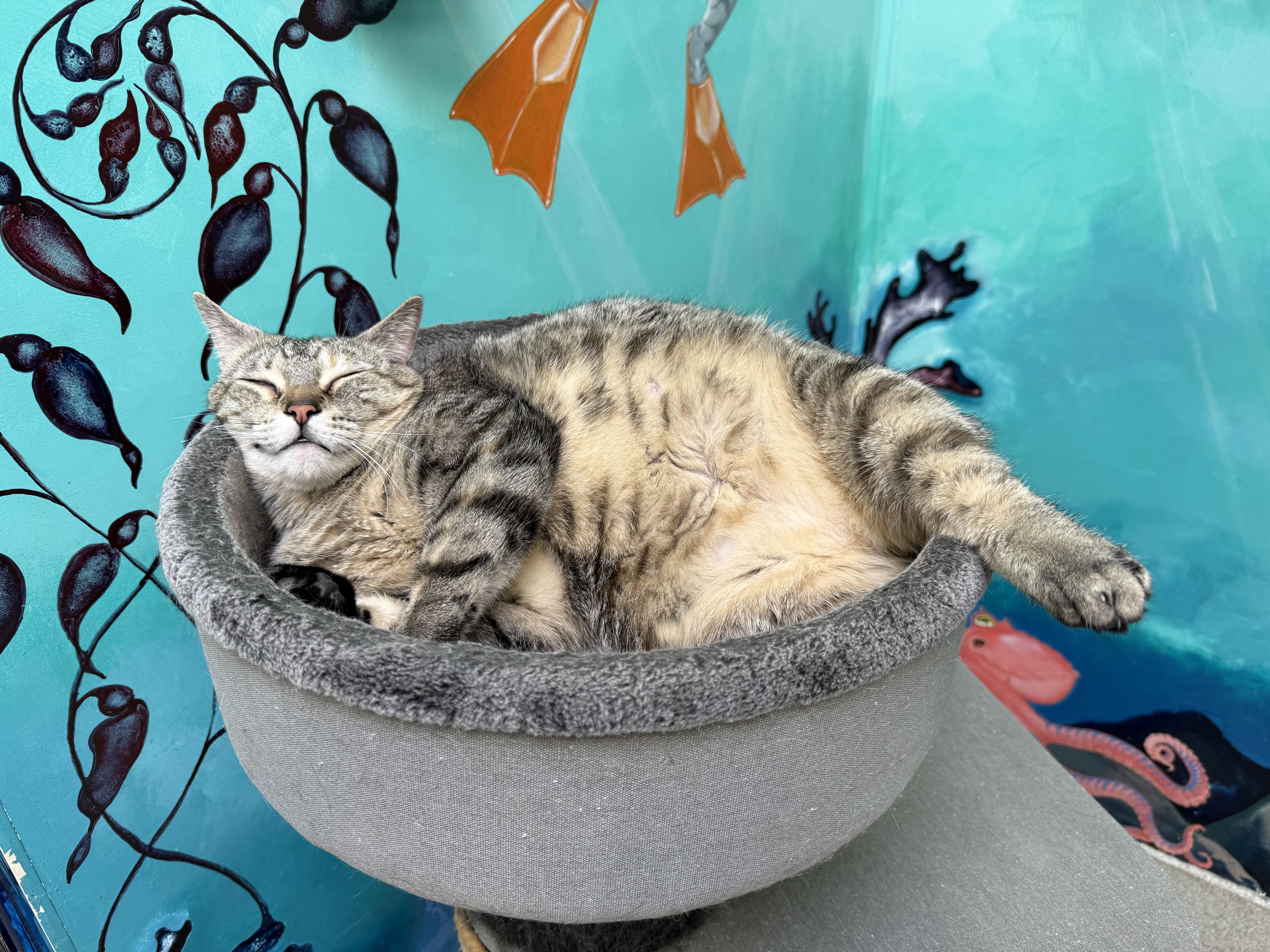 Enlarge Jessie, a Adoptable Tabby in Newport Beach, CA image 4/5