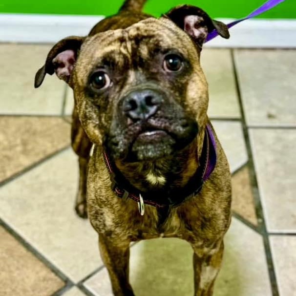 Wallace, Young Male Boxer