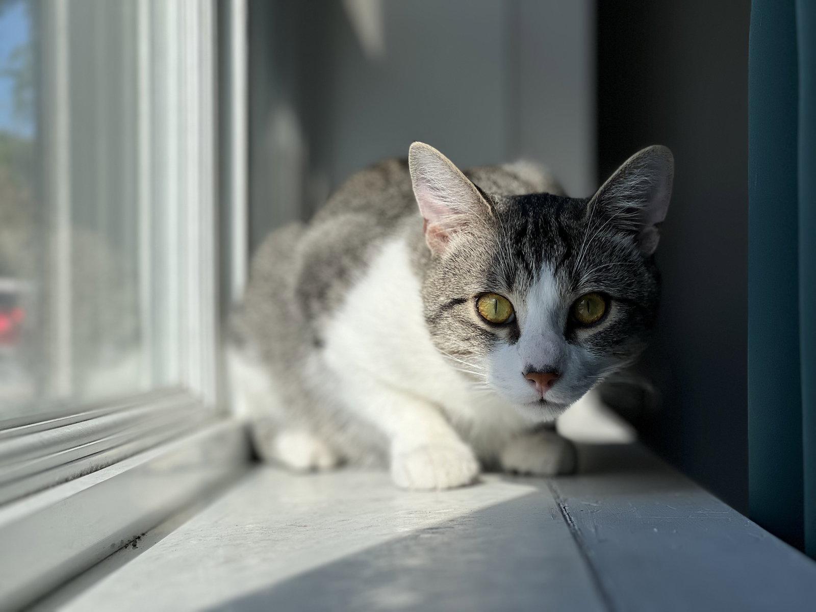 Enlarge Bulle, a Adopted Domestic Short Hair in Montreal, QC image 1/3