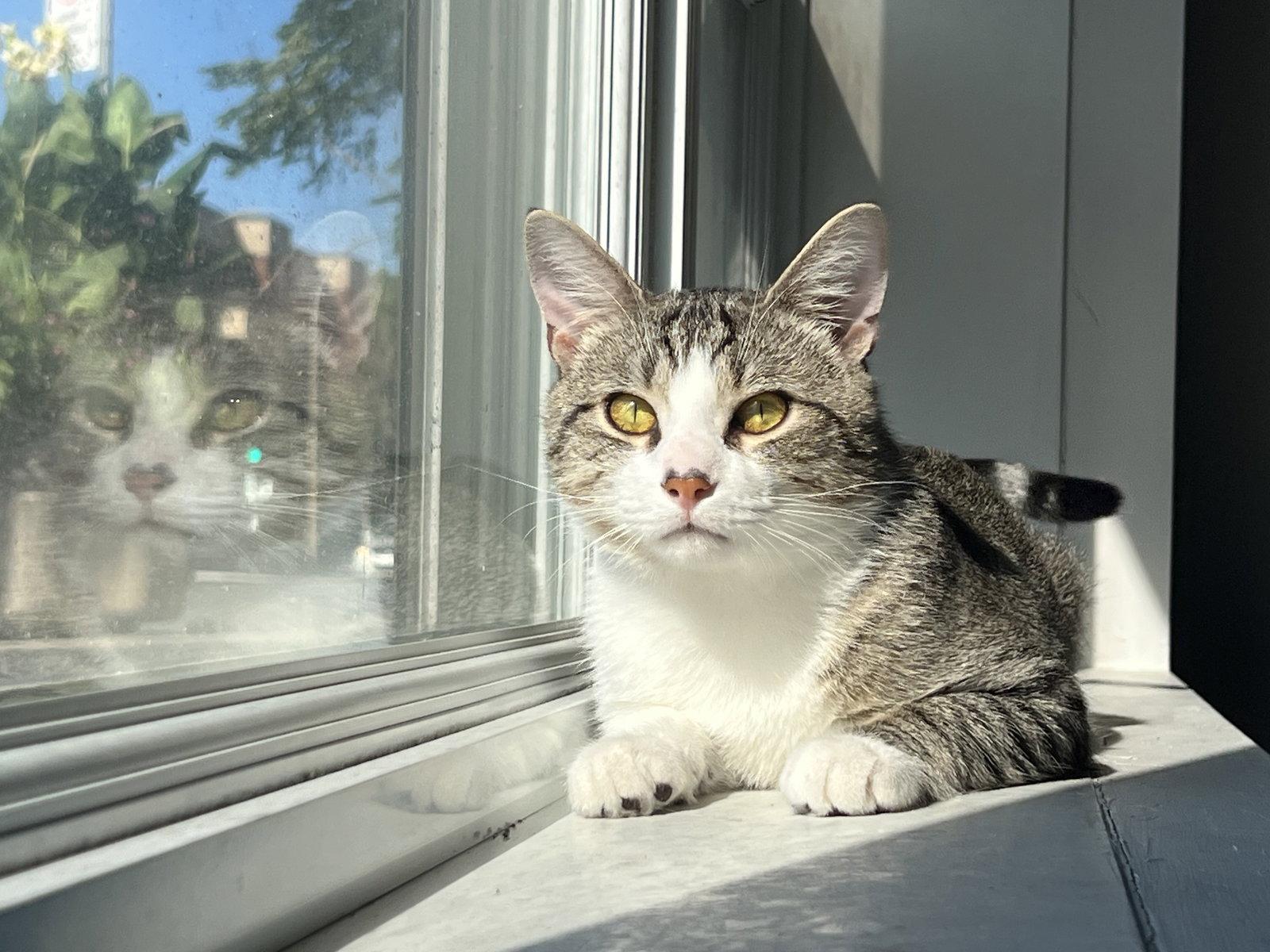 Enlarge Bulle, a Adopted Domestic Short Hair in Montreal, QC image 2/3