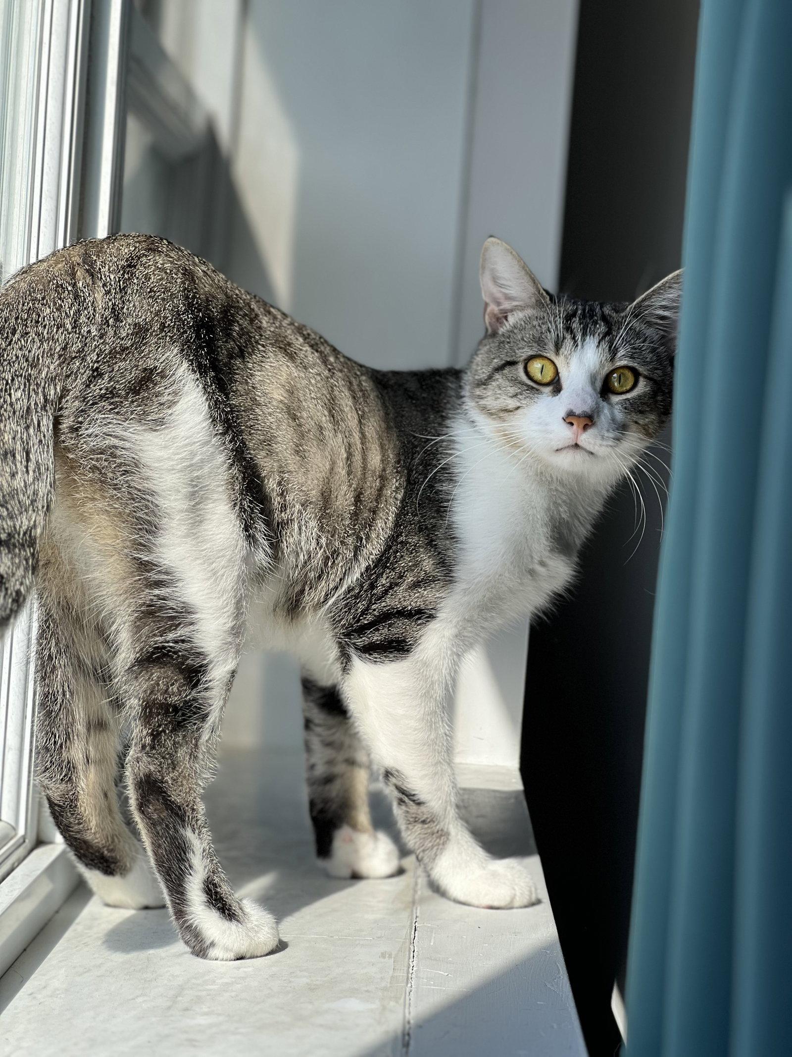 Enlarge Bulle, a Adopted Domestic Short Hair in Montreal, QC image 3/3