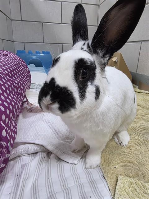 DONKEY, Adoptable, Adult Male Bunny Rabbit.