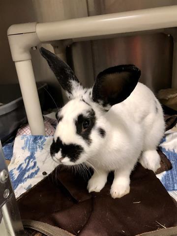 DONKEY, Adoptable, Adult Male Bunny Rabbit.