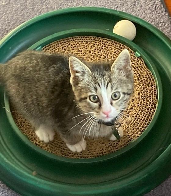 Enlarge Beans (formerly Argus), a Adoptable mixed breed in Cumberland, ME image 1/2