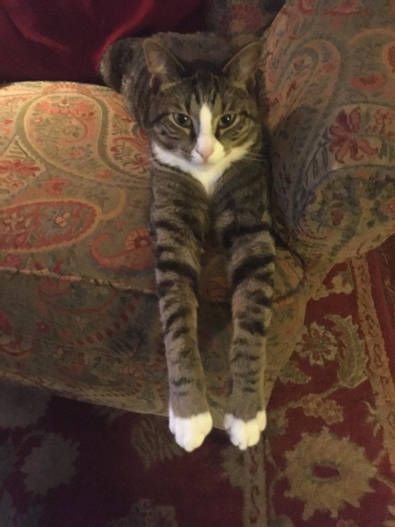 Enlarge Beans (formerly Argus), a Adoptable mixed breed in Cumberland, ME image 2/2