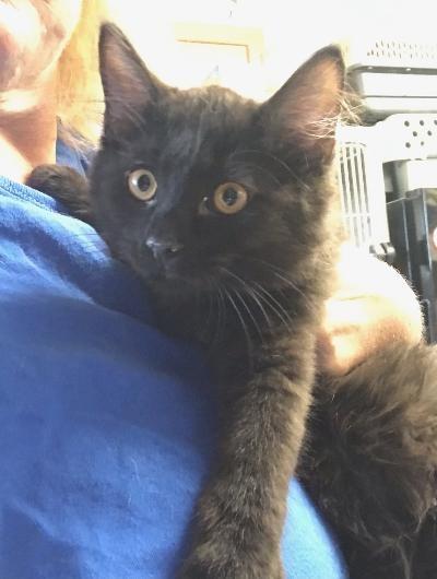 Danny, Adopted, Adult Male Domestic Medium Hair.