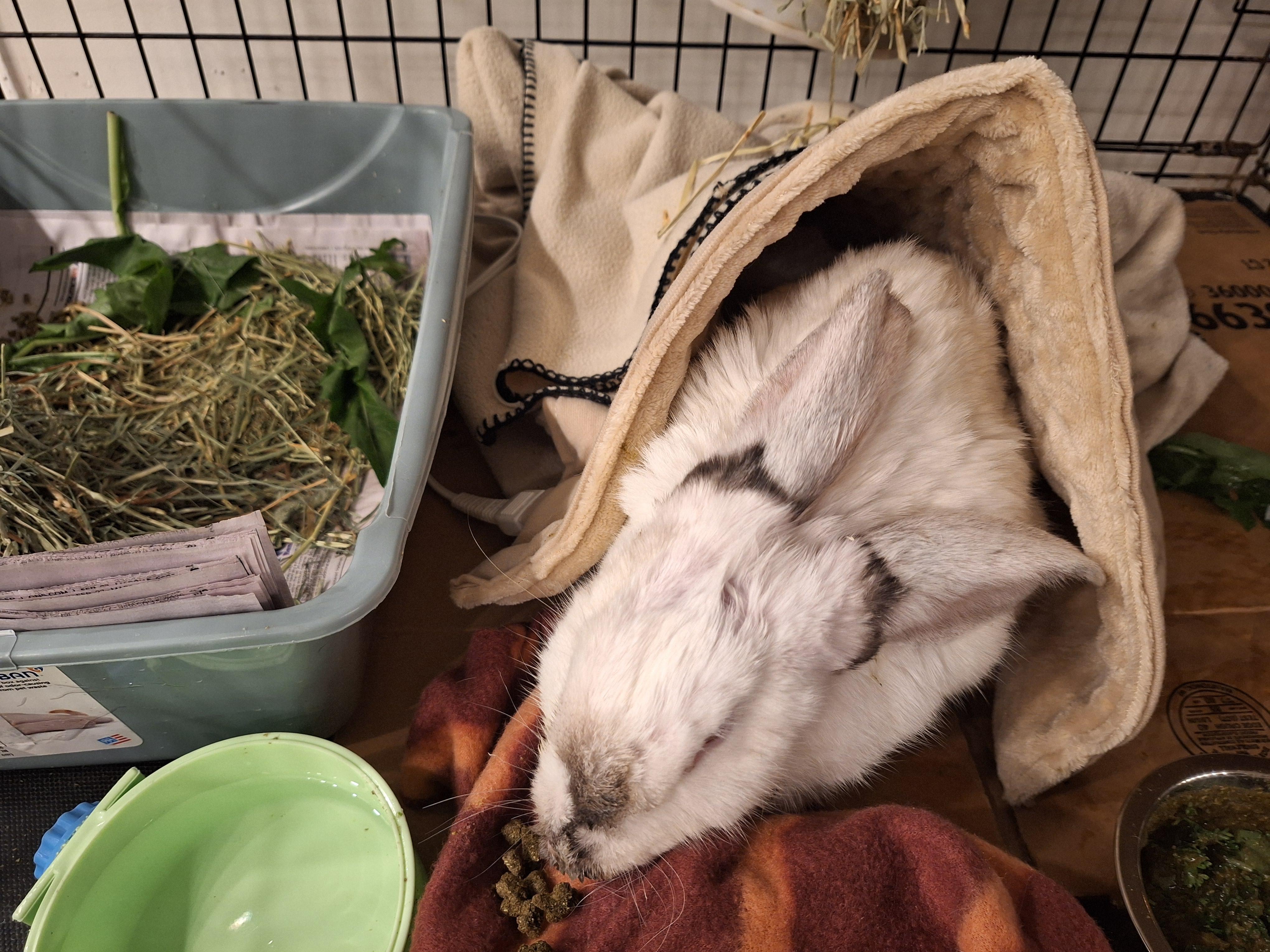Enlarge JOHANNA, an adopted Bunny Rabbit in Forest Hills, NY image 1/1