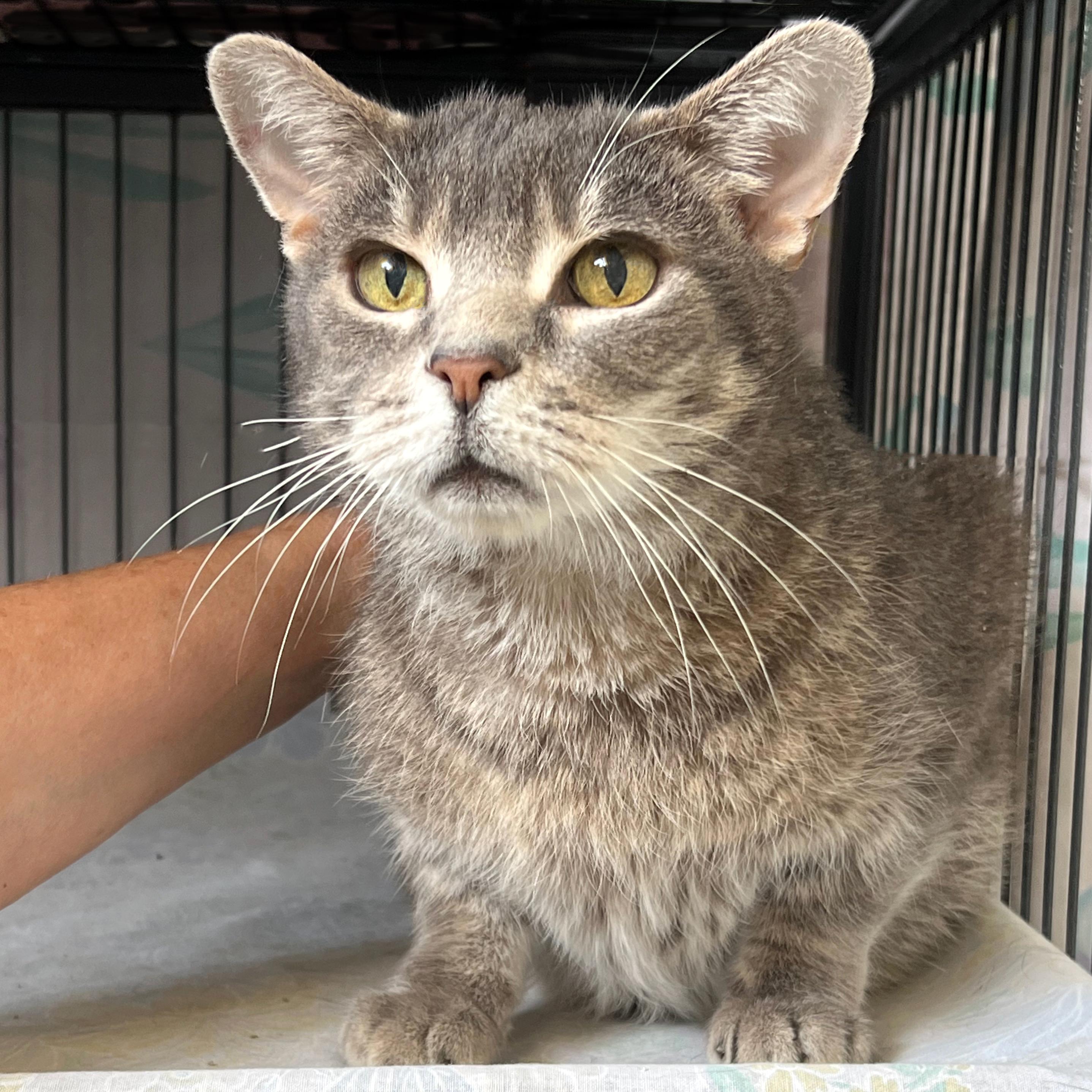 Enlarge Manny, a Adoptable Domestic Short Hair in St. Louis, MO image 1/1