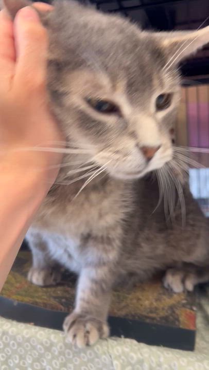 Enlarge Manny, a Adoptable Domestic Short Hair in St. Louis, MO video 2/2