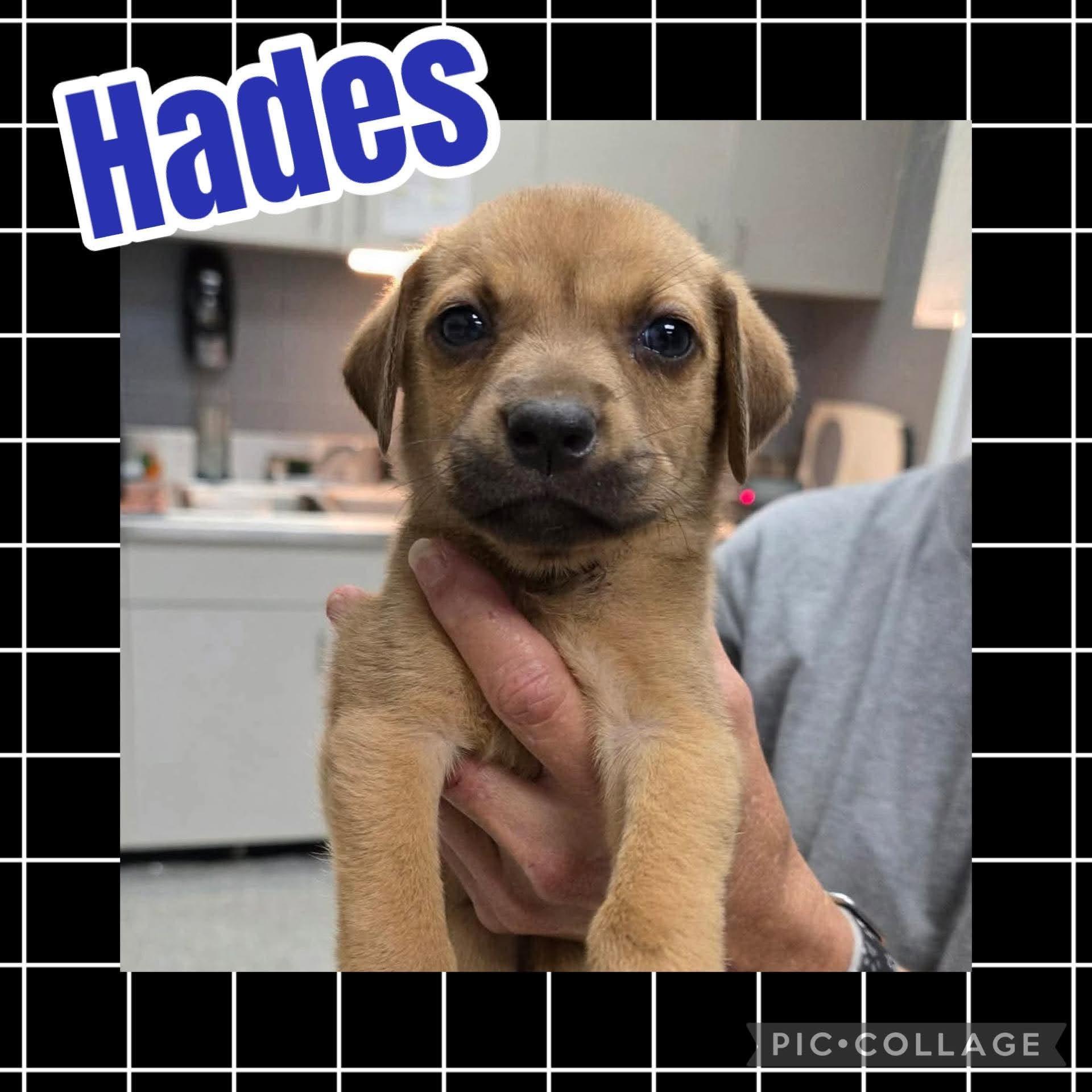 Enlarge Hades, an adopted mixed breed in Ringwood, NJ image 1/1