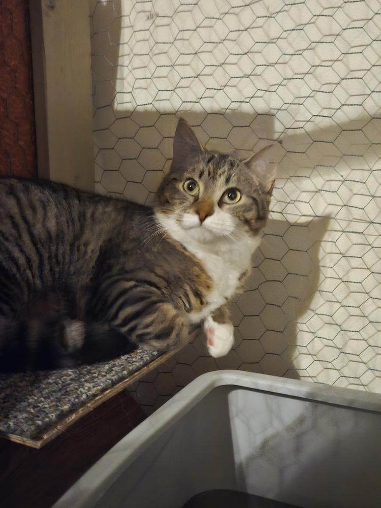 Frank, Adoptable, Young Male Domestic Short Hair.