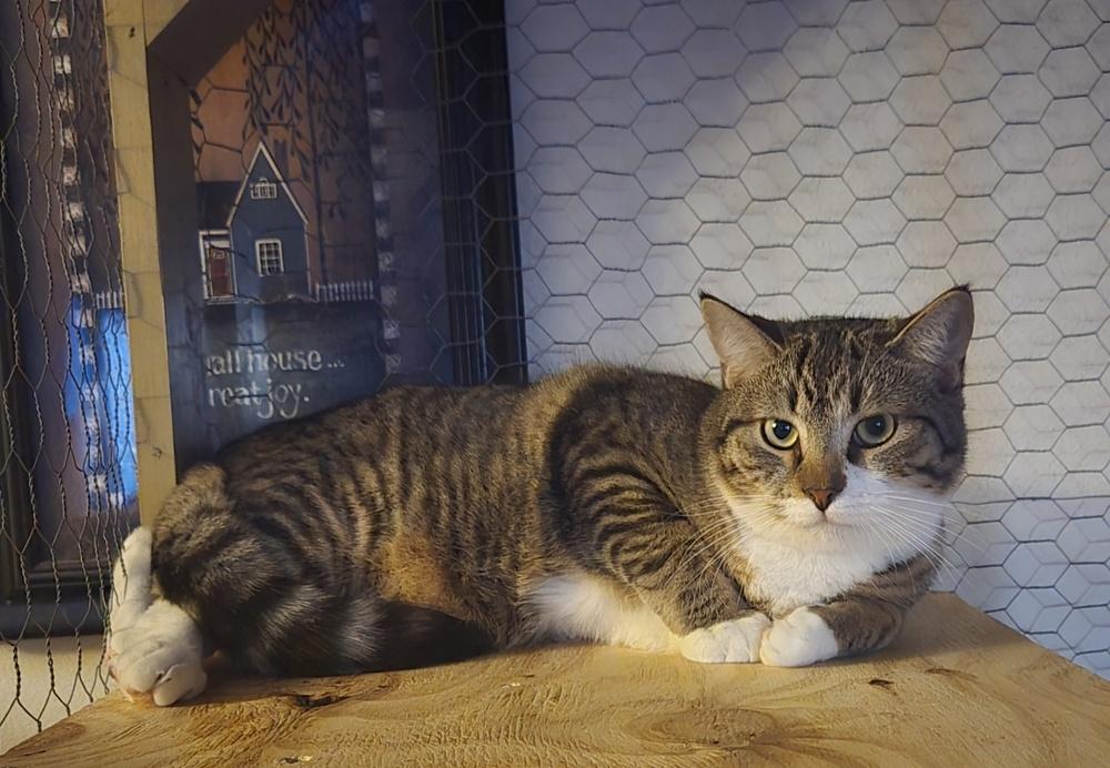 Enlarge Frank, a Adoptable mixed breed in Union Grove, WI image 2/4