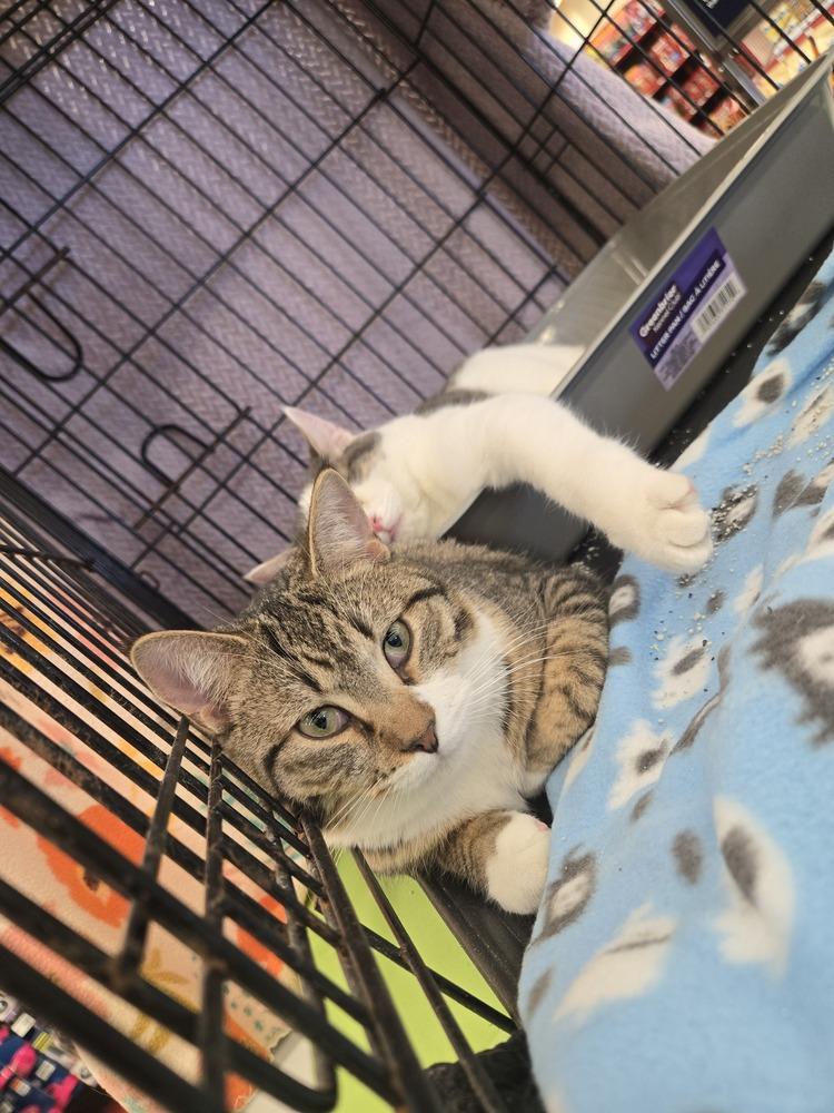 Enlarge Frank, a Adoptable mixed breed in Union Grove, WI image 3/4