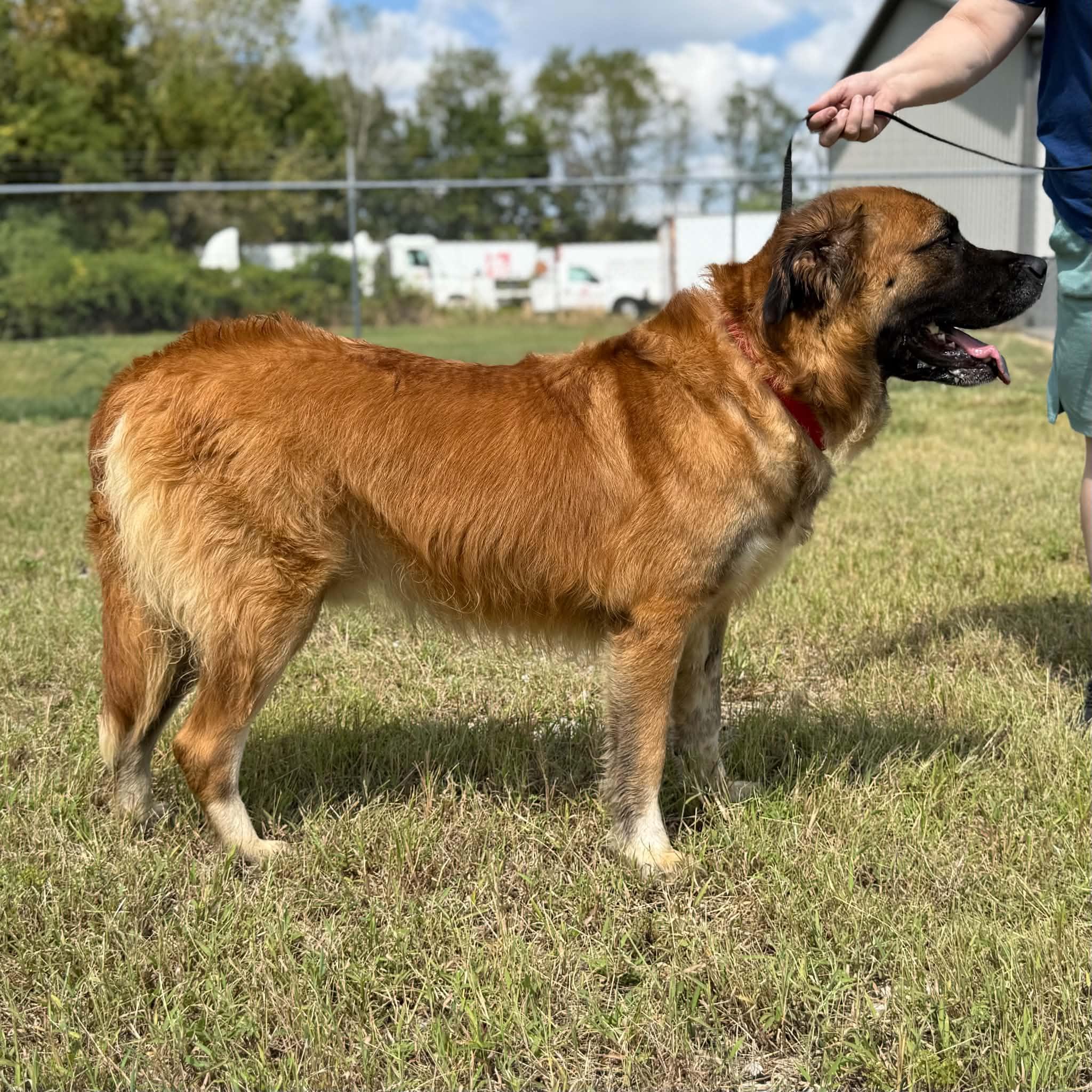 Enlarge Marley, a Adopted mixed breed in Jeffersonville, IN image 3/3