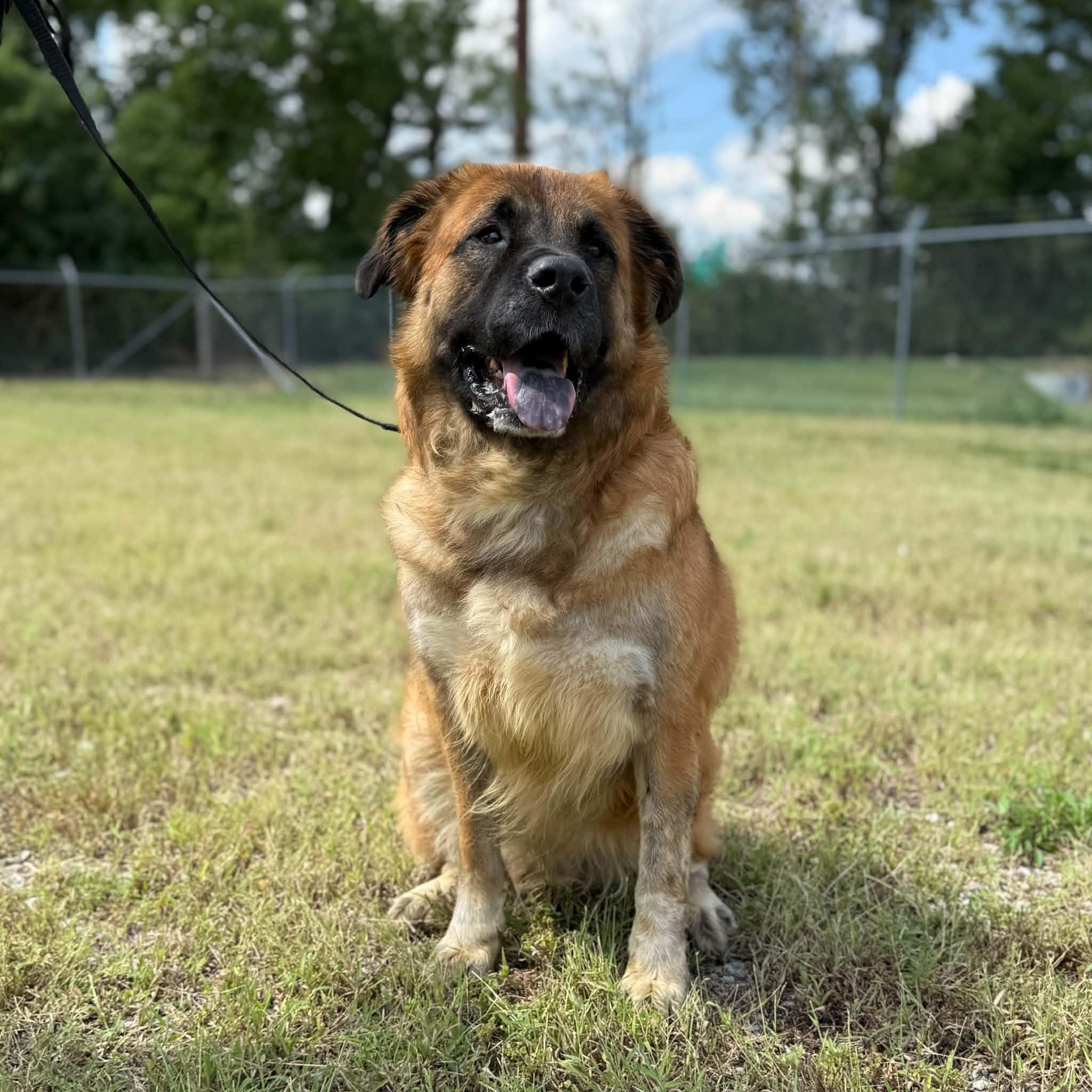 Enlarge Marley, a Adopted mixed breed in Jeffersonville, IN image 1/3