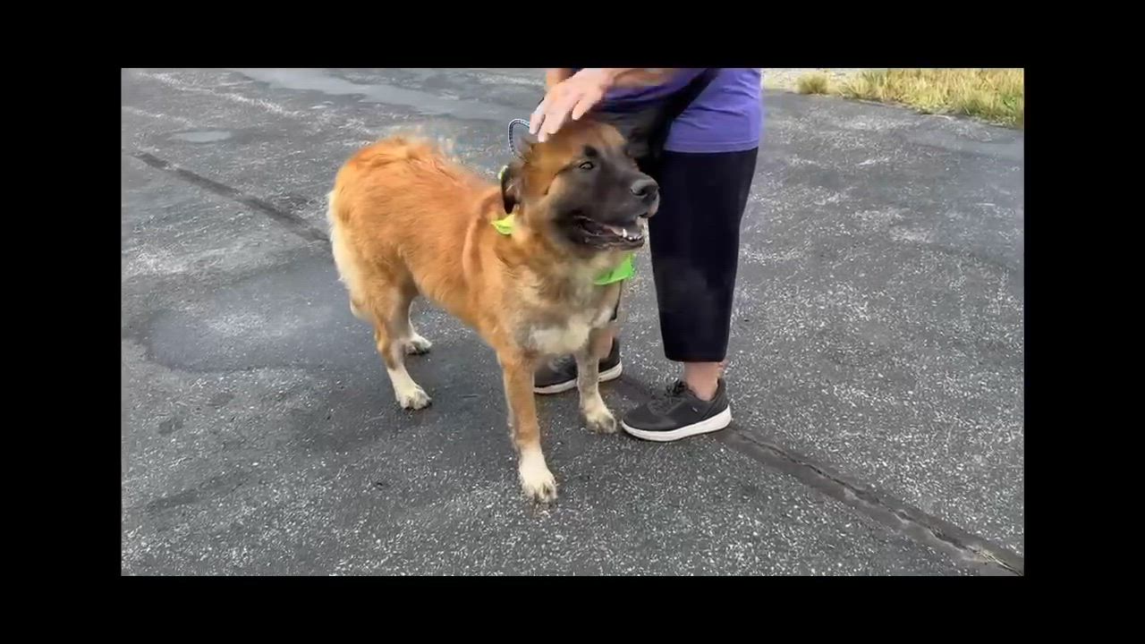 Enlarge Marley, a Adopted mixed breed in Jeffersonville, IN video 2/3