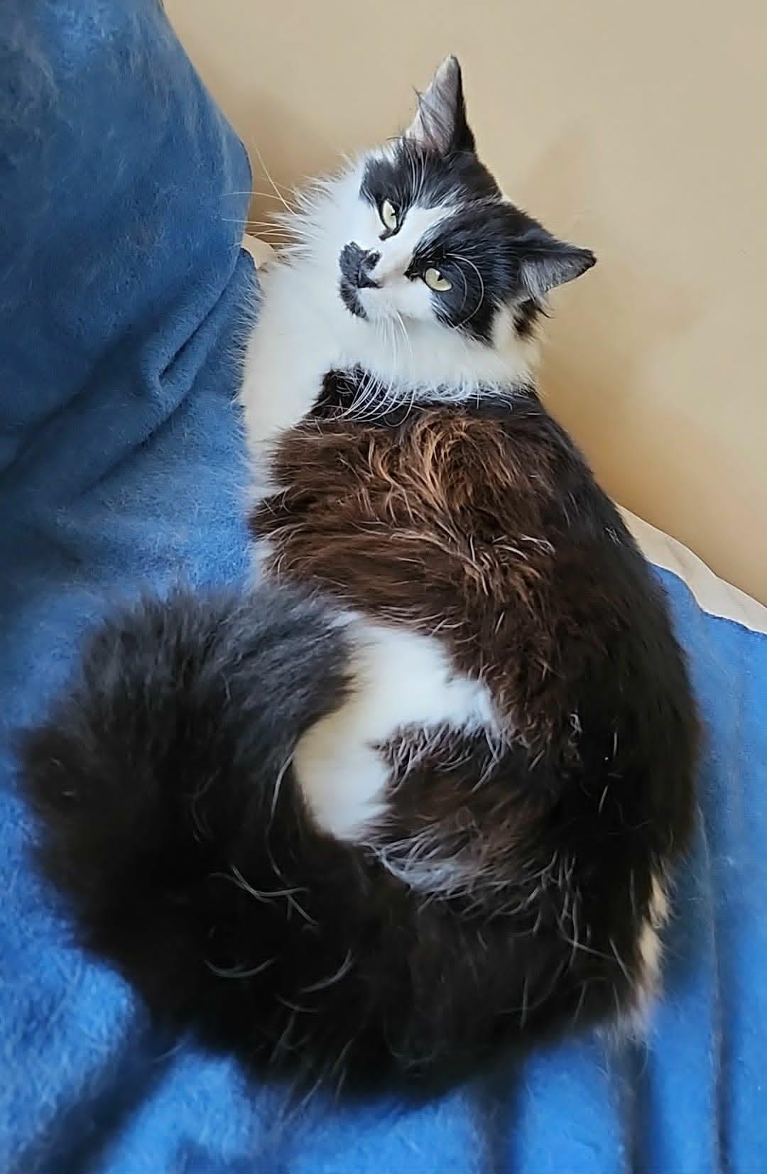 Bella, Adoptable, Adult Female Maine Coon & Ragdoll.