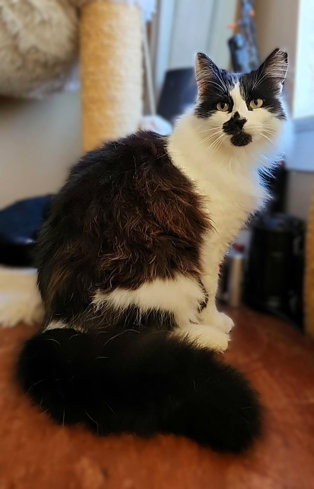 Enlarge Bella, a Adoptable mixed breed in sunnyvale, CA image 3/6