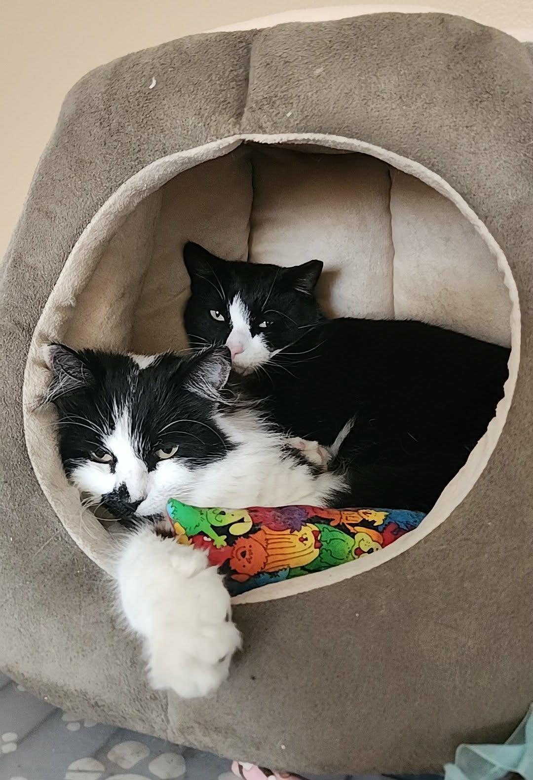 Enlarge Bella, a Adoptable mixed breed in sunnyvale, CA image 4/6