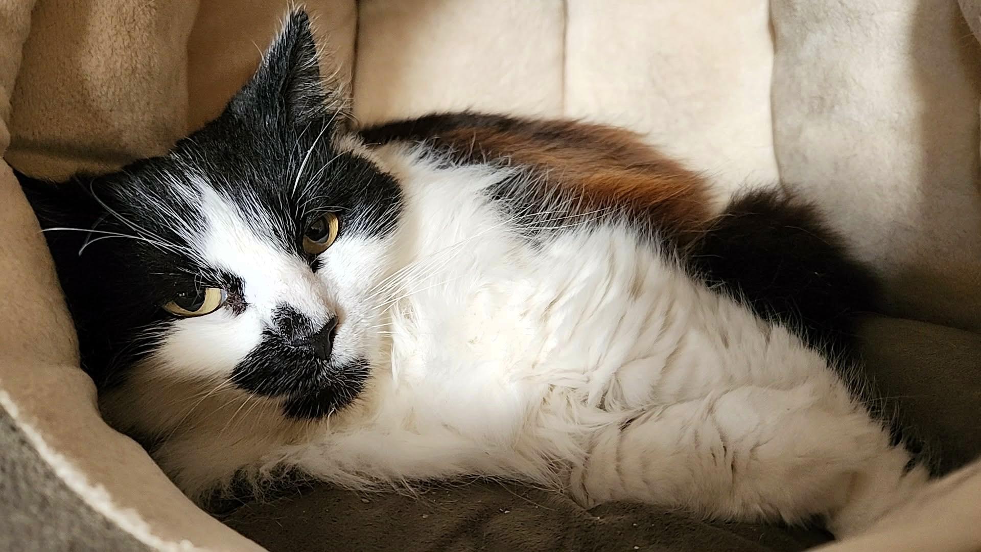 Enlarge Bella, a Adoptable mixed breed in sunnyvale, CA image 5/6