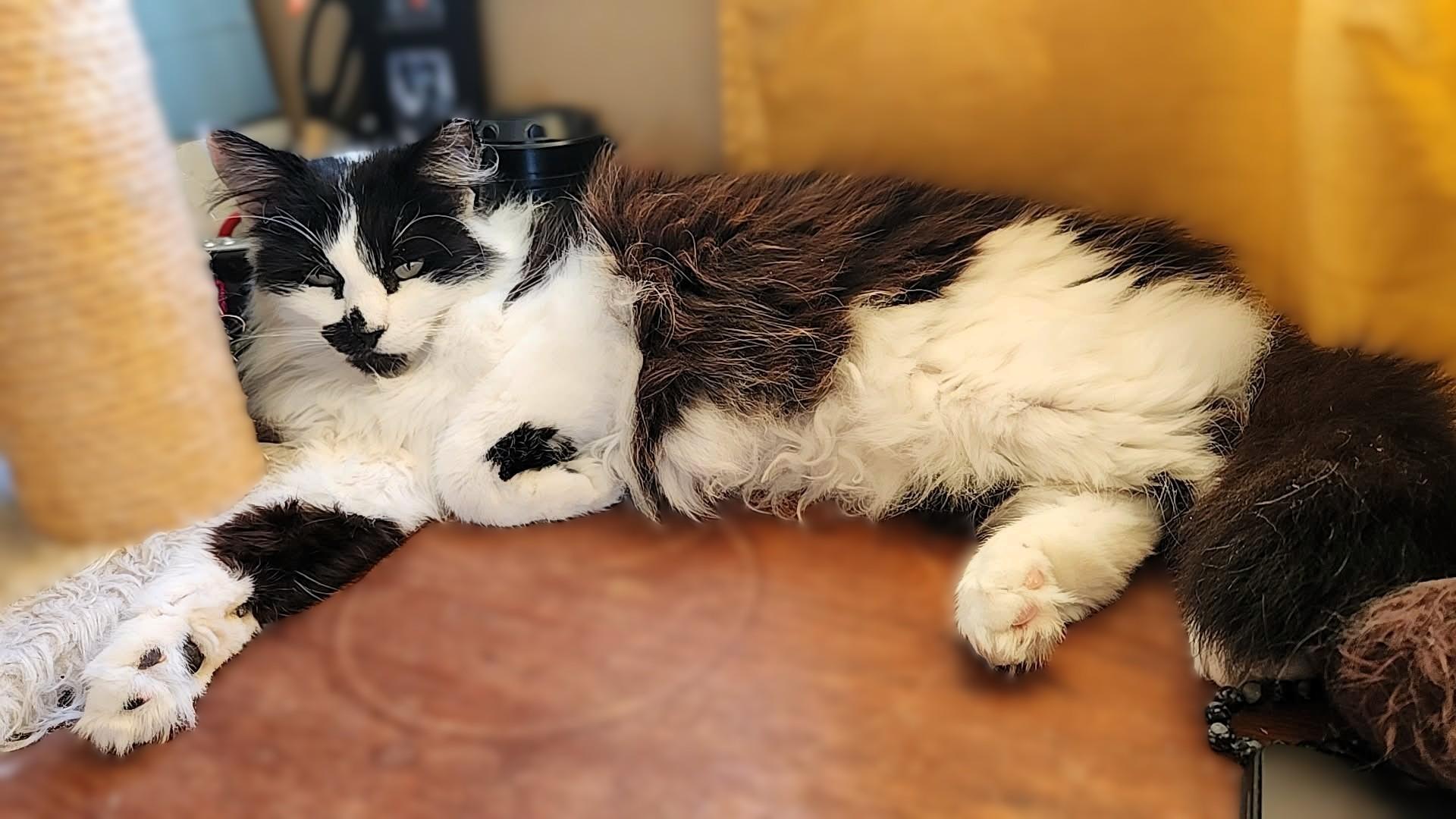 Enlarge Bella, a Adoptable mixed breed in sunnyvale, CA image 2/6