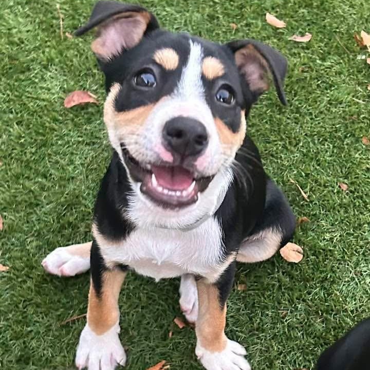 Enlarge Rory, a ADOPTABLE Mixed Breed in Key Largo, FL image 6/6