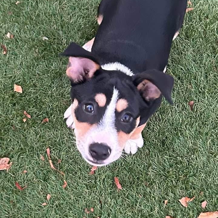 Enlarge Rory, a ADOPTABLE Mixed Breed in Key Largo, FL image 2/6