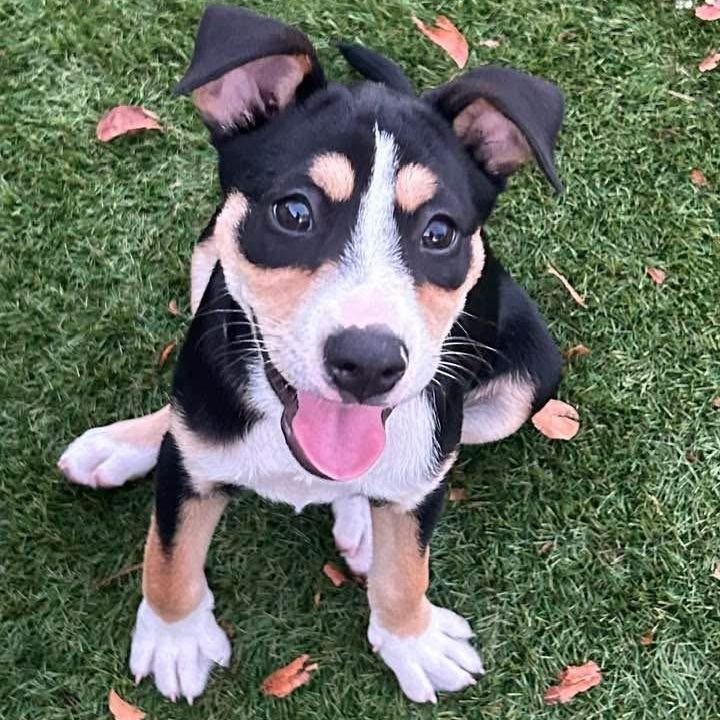 Enlarge Rory, a ADOPTABLE Mixed Breed in Key Largo, FL image 1/6