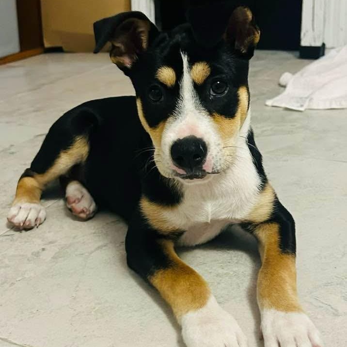 Enlarge Rory, a ADOPTABLE Mixed Breed in Key Largo, FL image 5/6