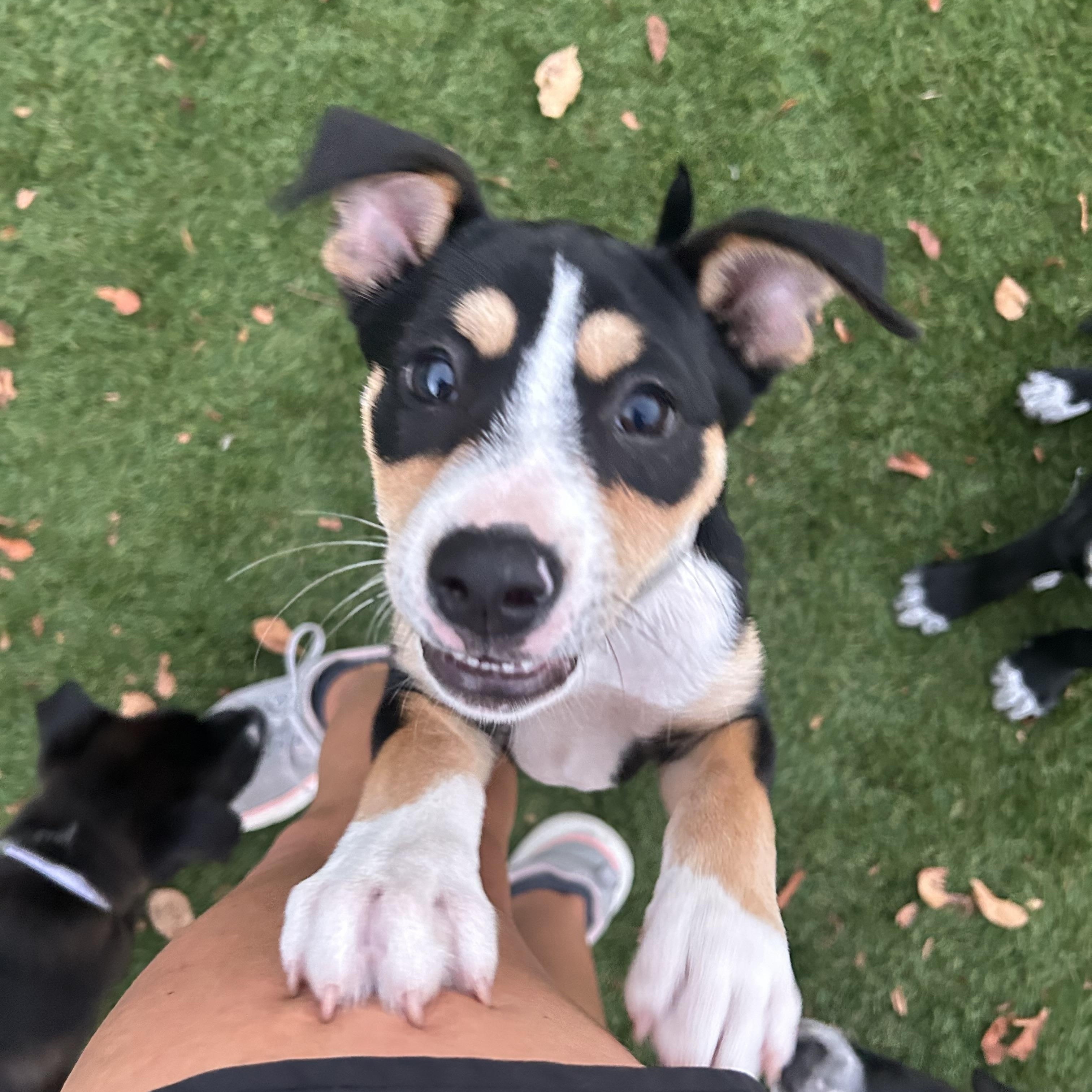 Enlarge Rory, a ADOPTABLE Mixed Breed in Key Largo, FL image 4/6