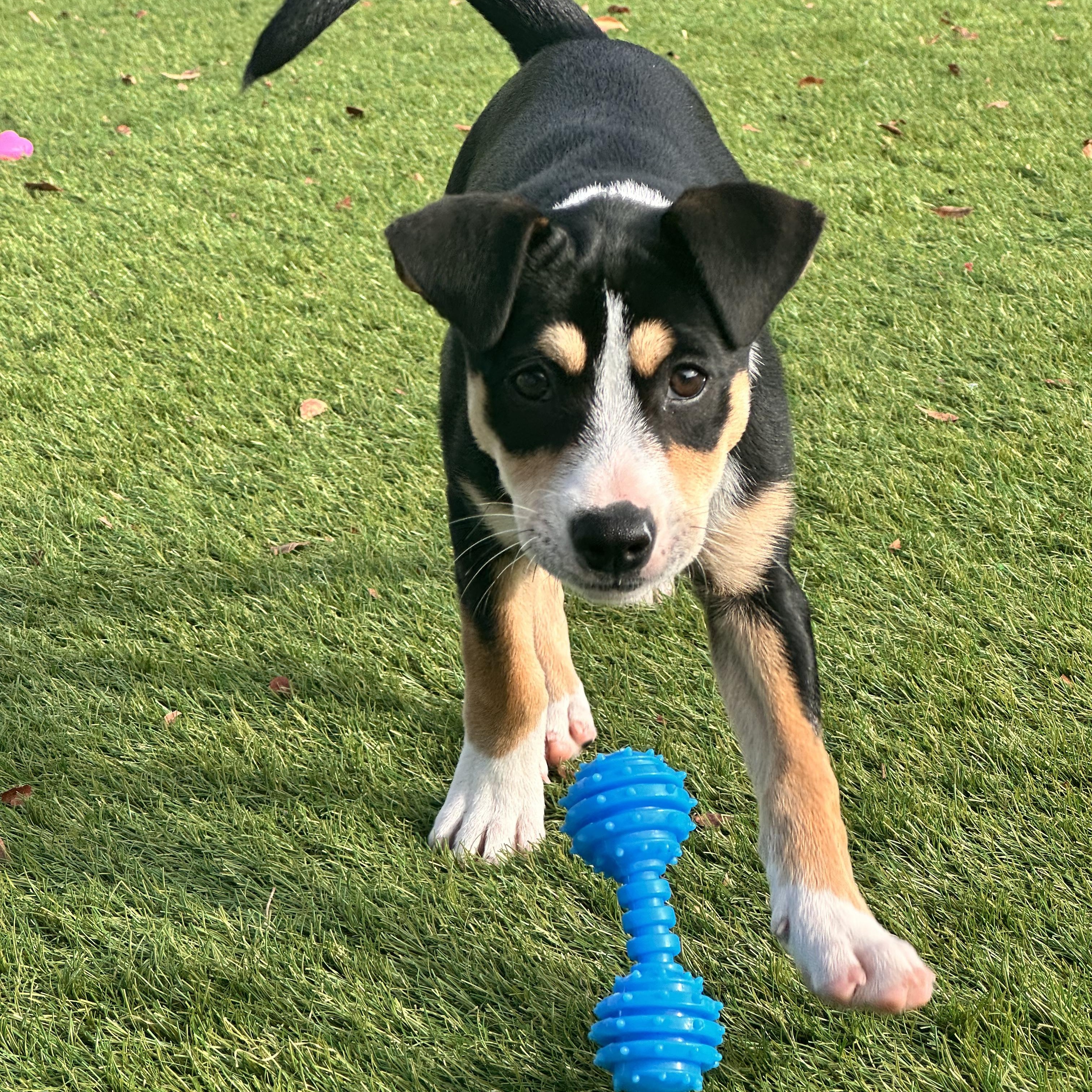 Enlarge Rory, a ADOPTABLE Mixed Breed in Key Largo, FL image 3/6