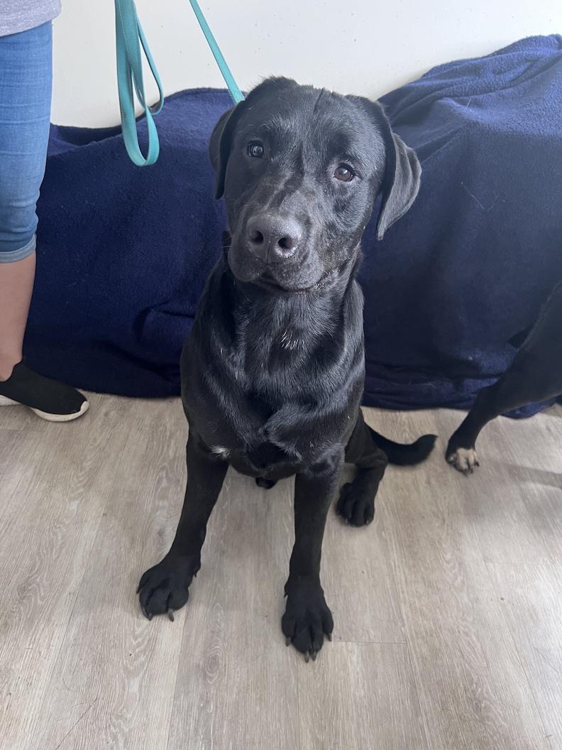 Staten-Not Accepting Applications Yet, Adoptable, Adult Male Black Labrador Retriever.