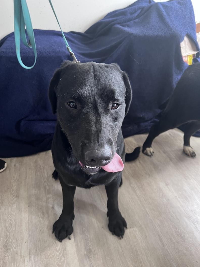 Enlarge Staten-Not Accepting Applications Yet, a Adoptable mixed breed in Medina, OH image 4/6