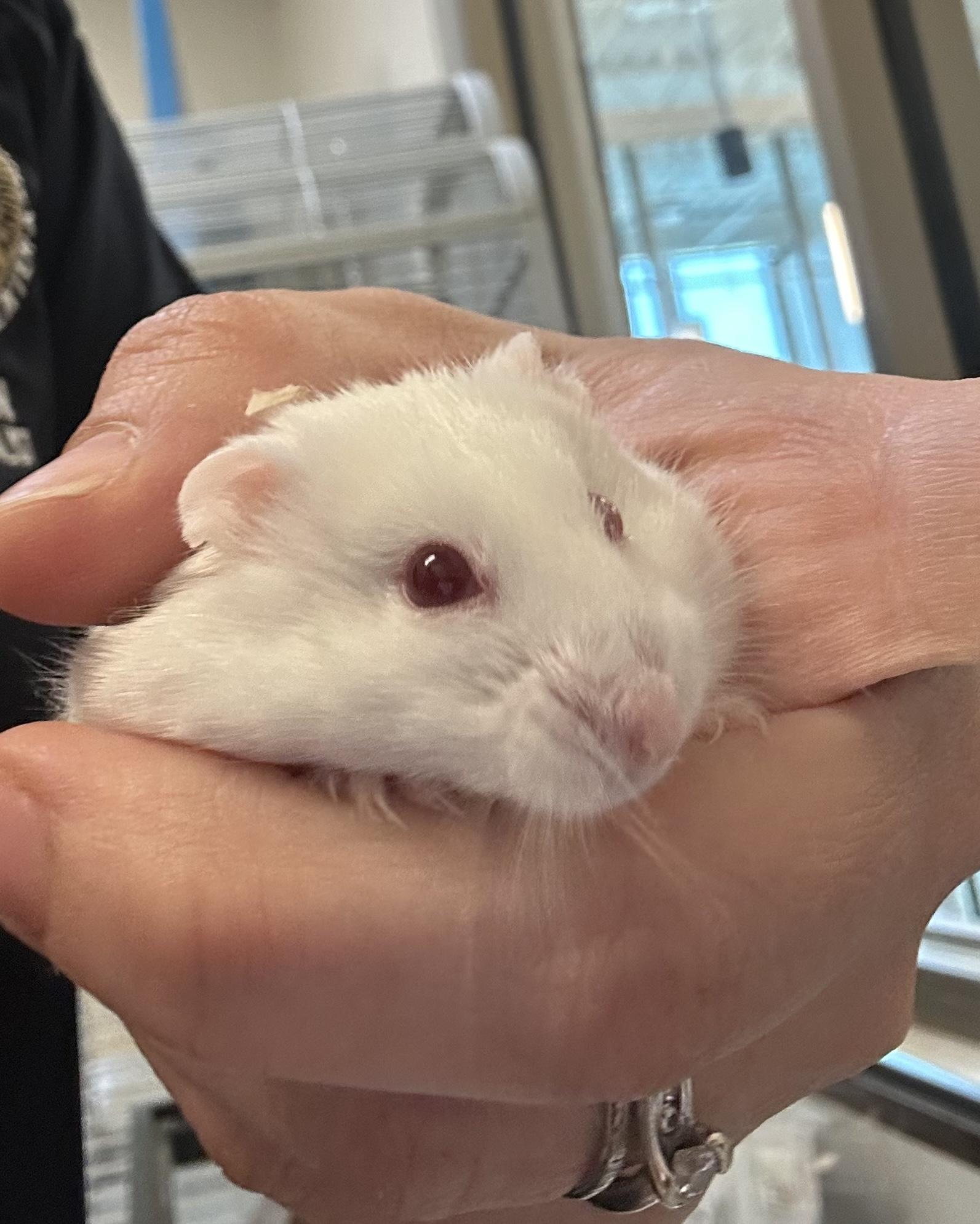 Hamuel (ID 51019/1177), ADOPTABLE, Adult Male Dwarf Hamster & Hamster.