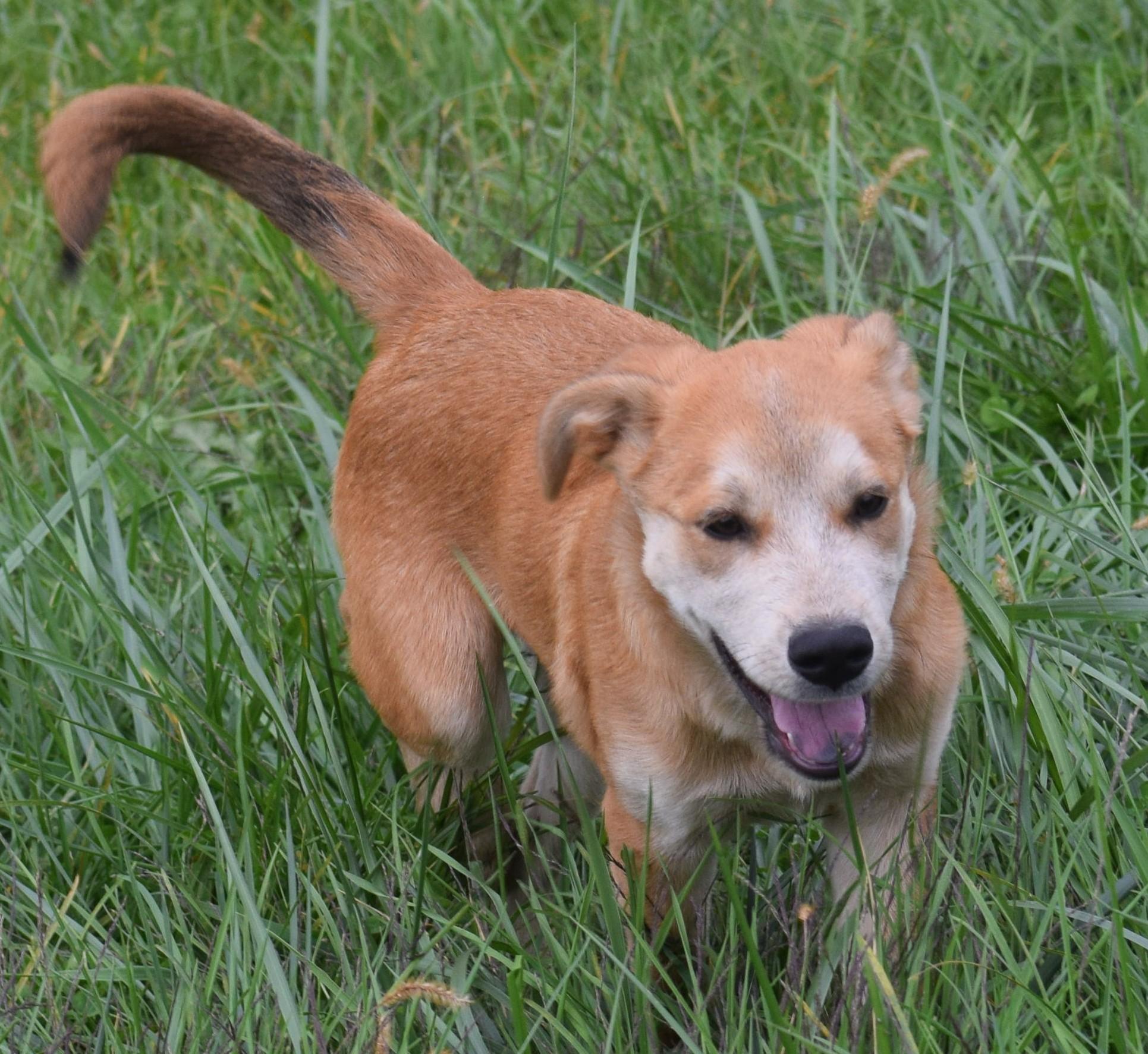 Enlarge Nash-Pending, a Adoptable mixed breed in Frederick, MD image 2/6