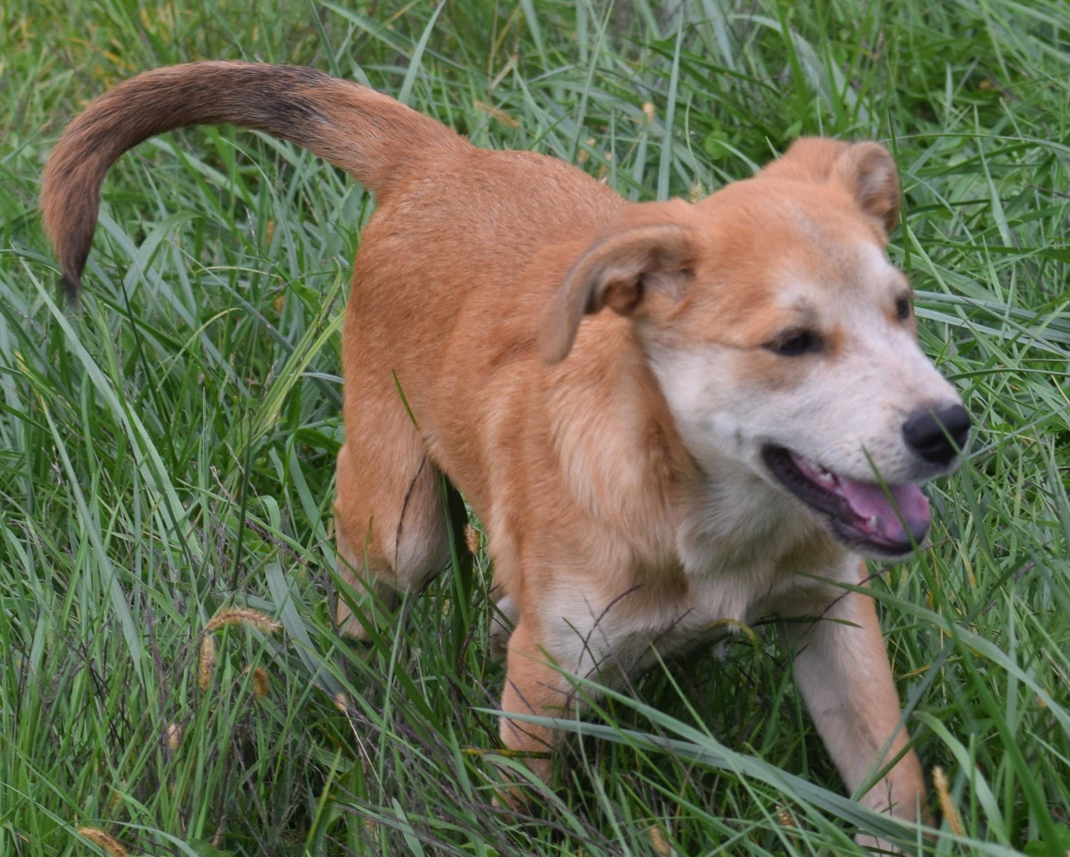 Enlarge Nash-Pending, a Adoptable mixed breed in Frederick, MD image 4/6