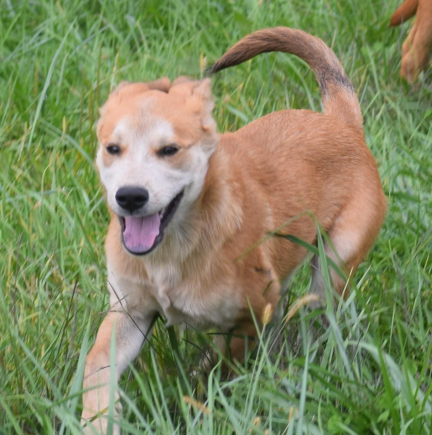 Enlarge Nash-Pending, a Adoptable mixed breed in Frederick, MD image 1/6