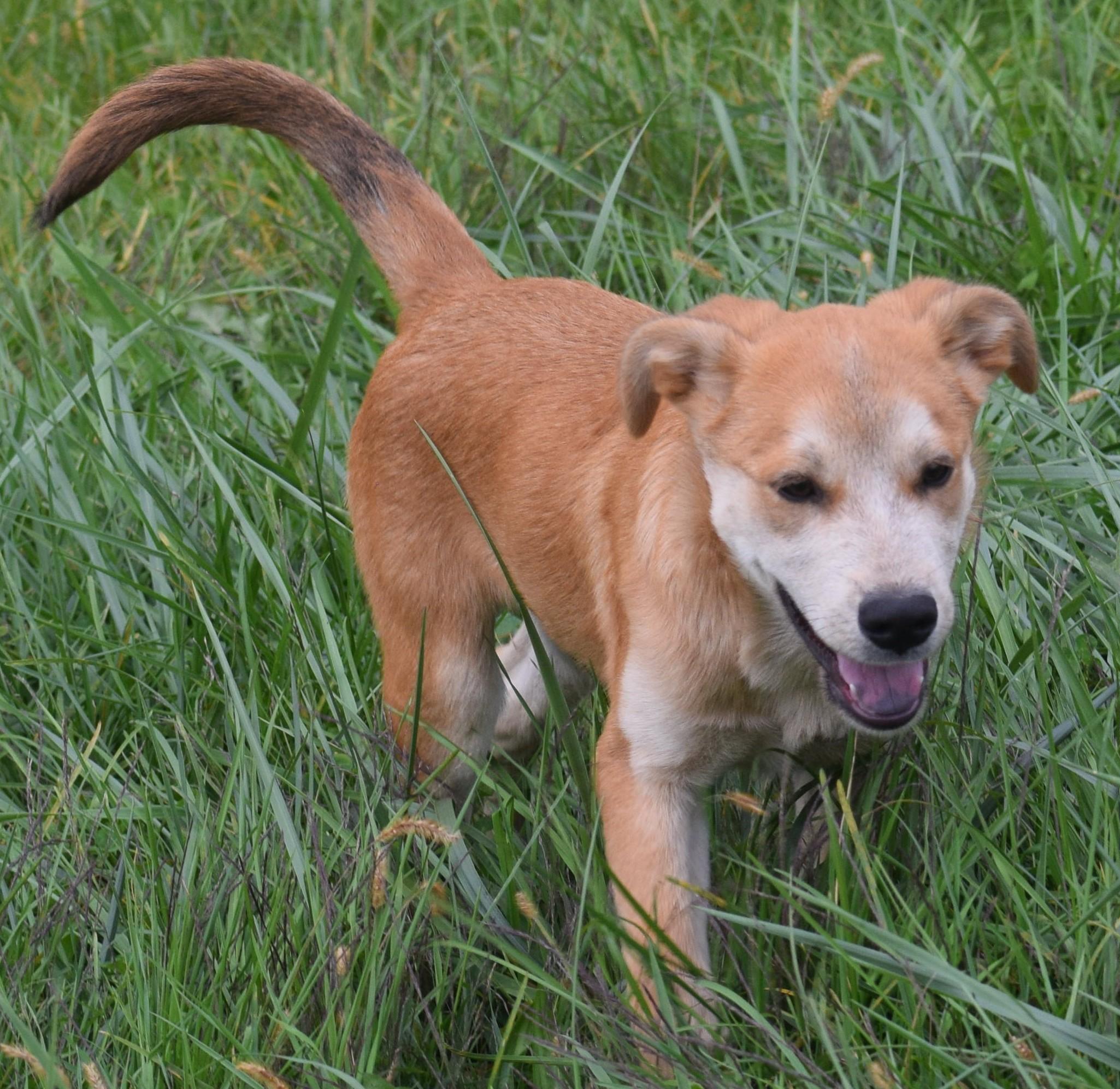 Enlarge Nash-Pending, a Adoptable mixed breed in Frederick, MD image 3/6