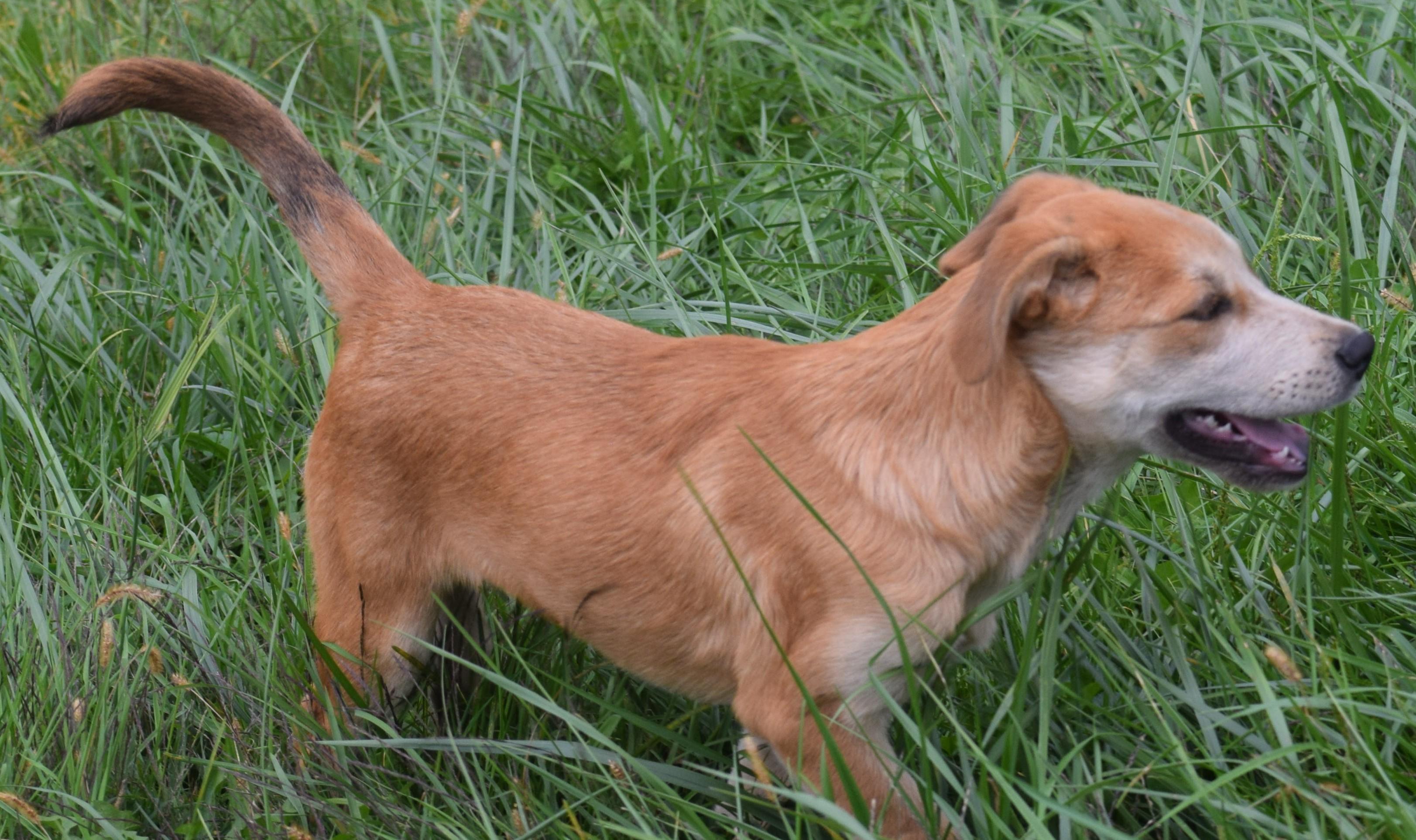 Enlarge Nash-Pending, a Adoptable mixed breed in Frederick, MD image 5/6
