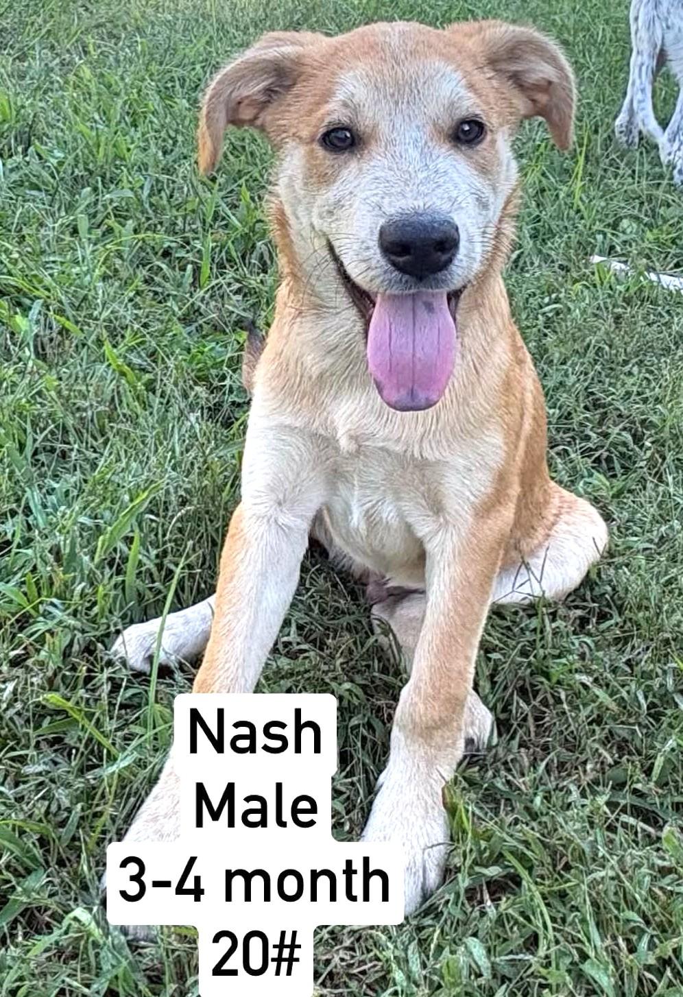 Enlarge Nash-Pending, a Adoptable mixed breed in Frederick, MD image 6/6